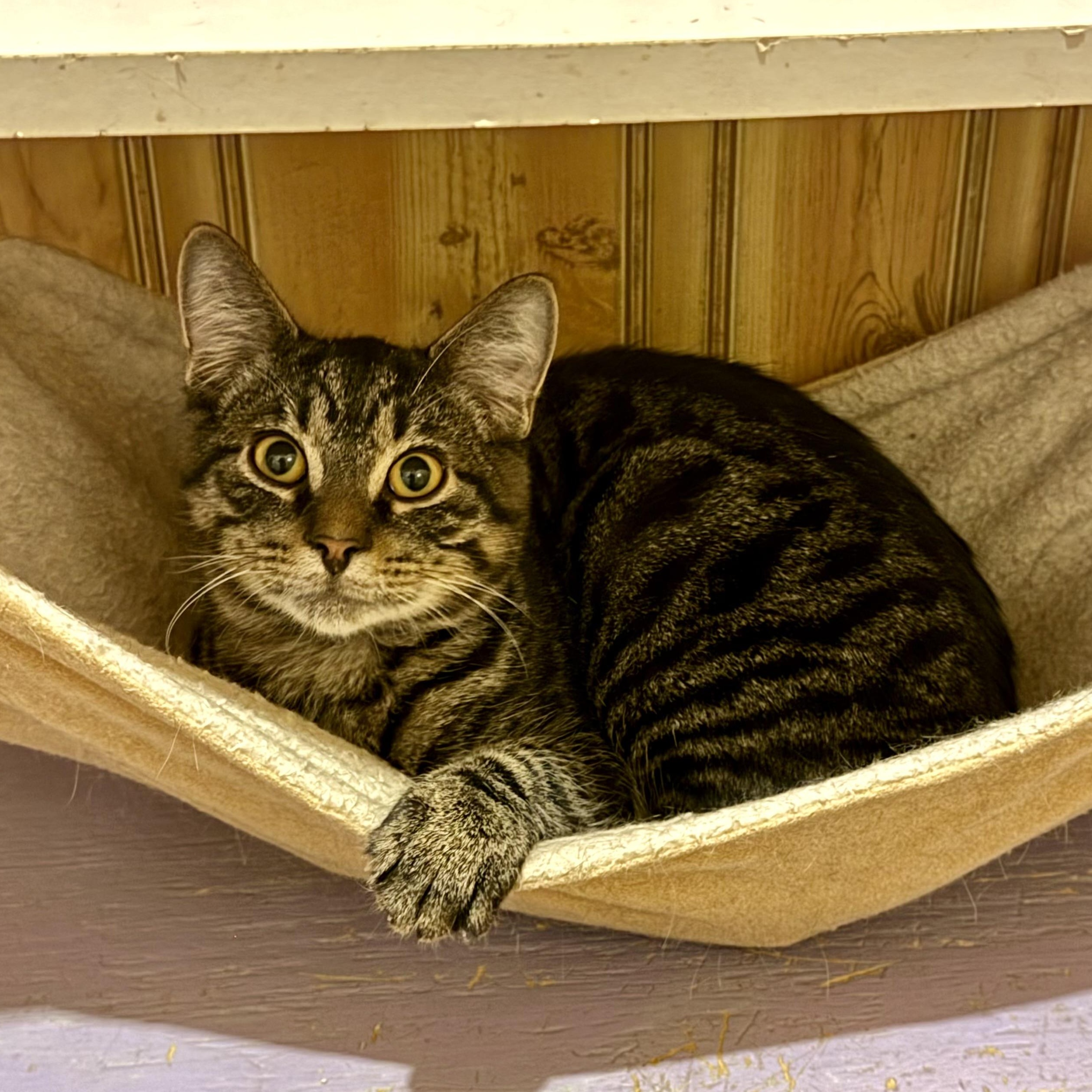 Enlarge Lionel, a Adoptable Domestic Short Hair in North Tonawanda, NY image 2/6