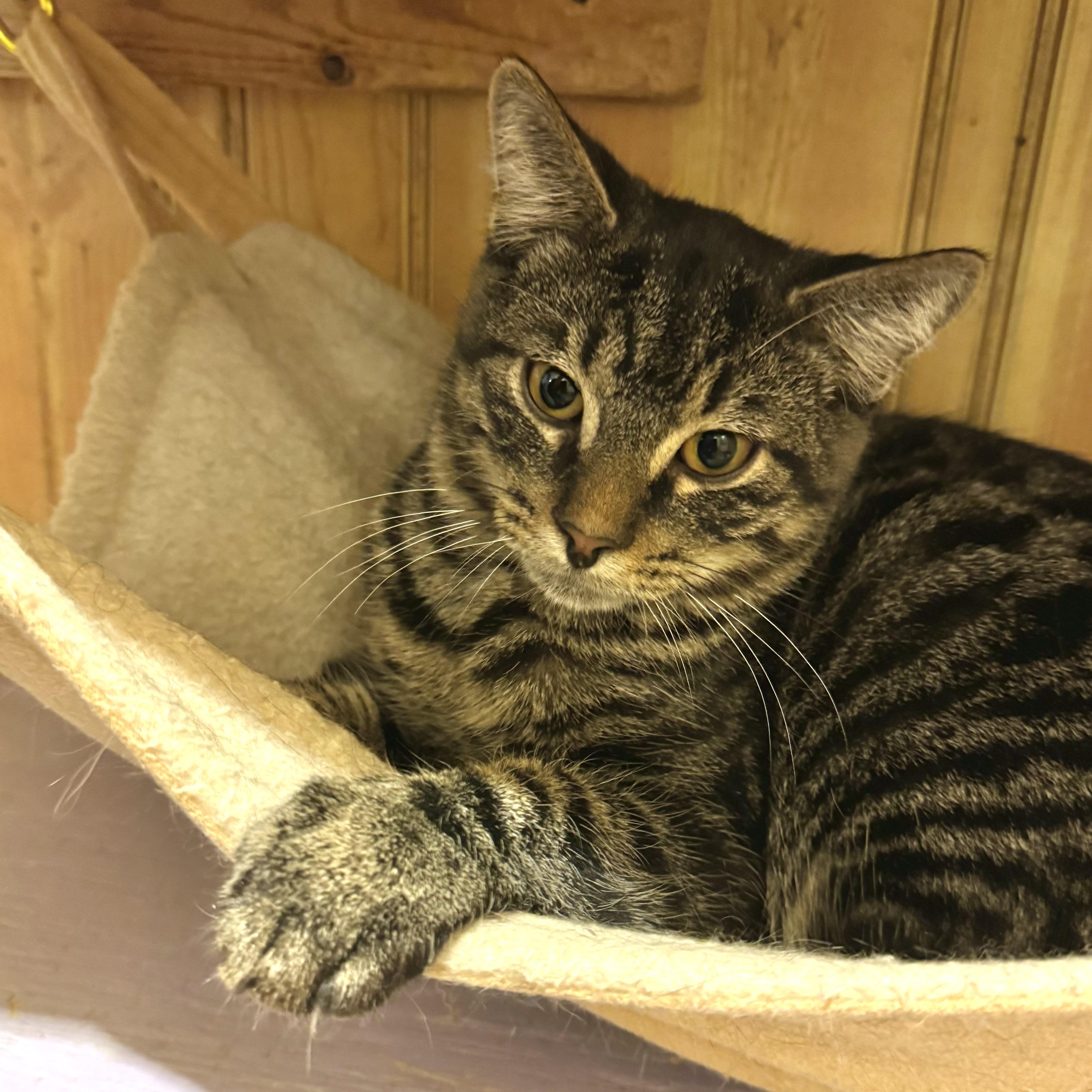 Enlarge Lionel, a Adoptable Domestic Short Hair in North Tonawanda, NY image 4/6