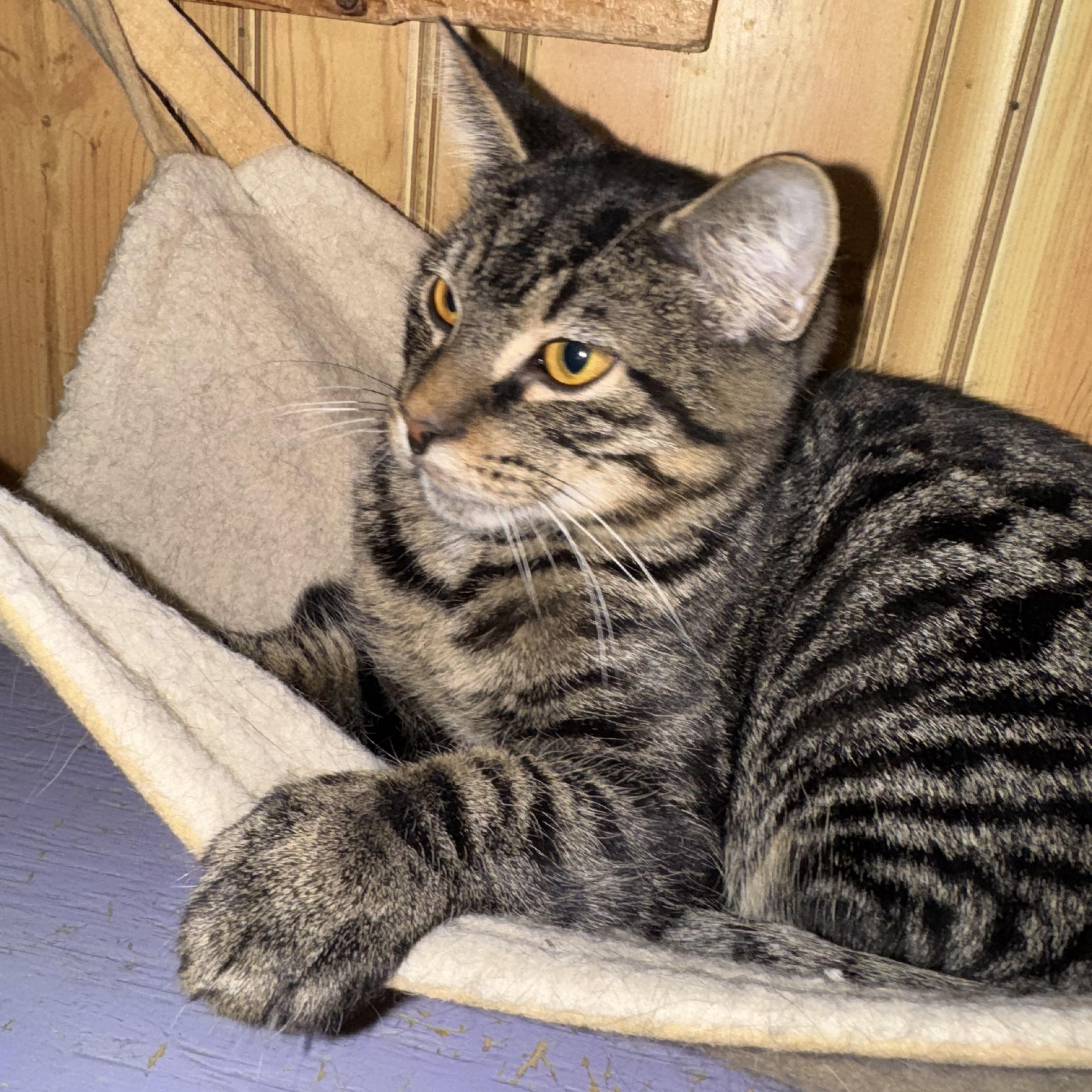 Enlarge Lionel, a Adoptable Domestic Short Hair in North Tonawanda, NY image 6/6