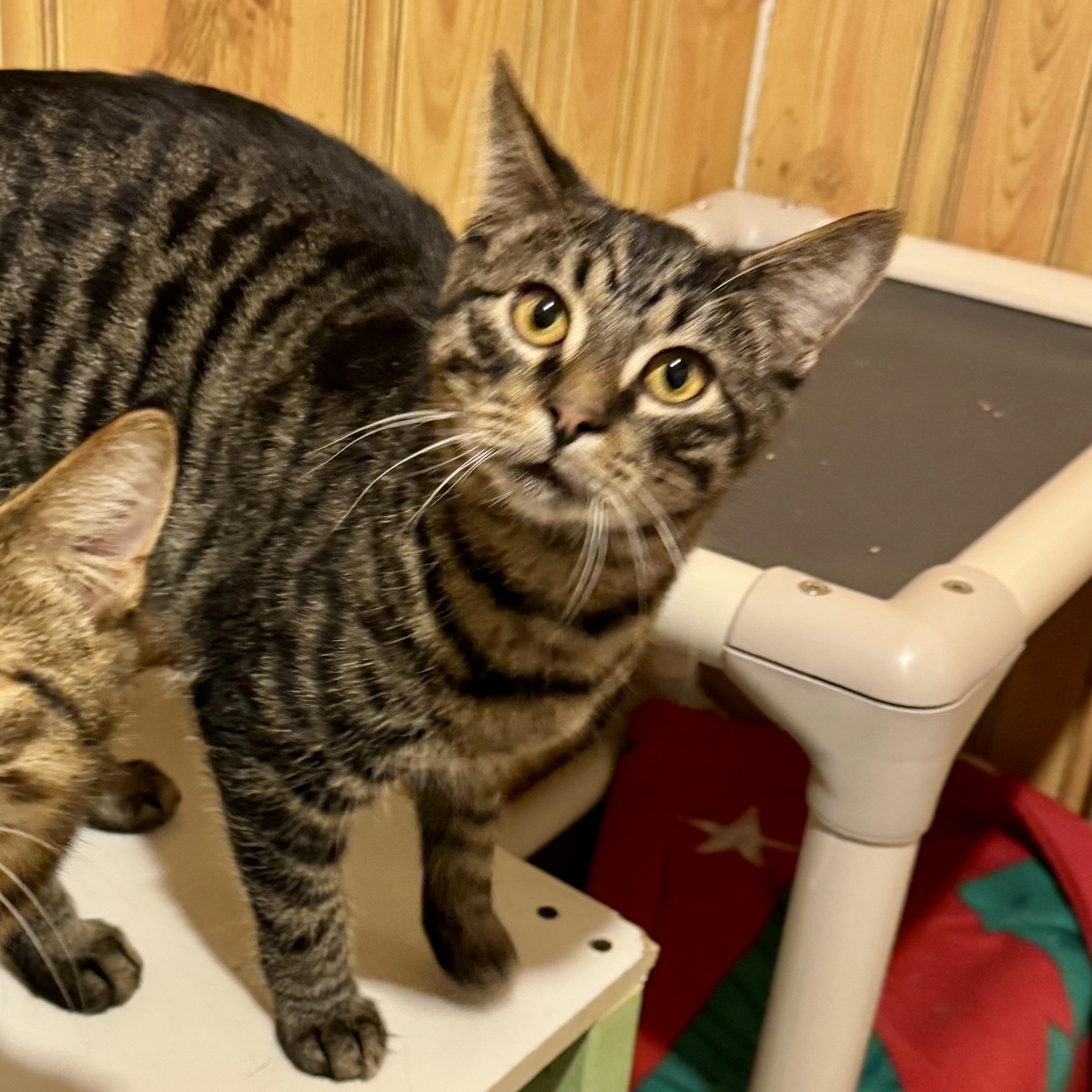 Enlarge Lionel, a Adoptable Domestic Short Hair in North Tonawanda, NY image 3/6