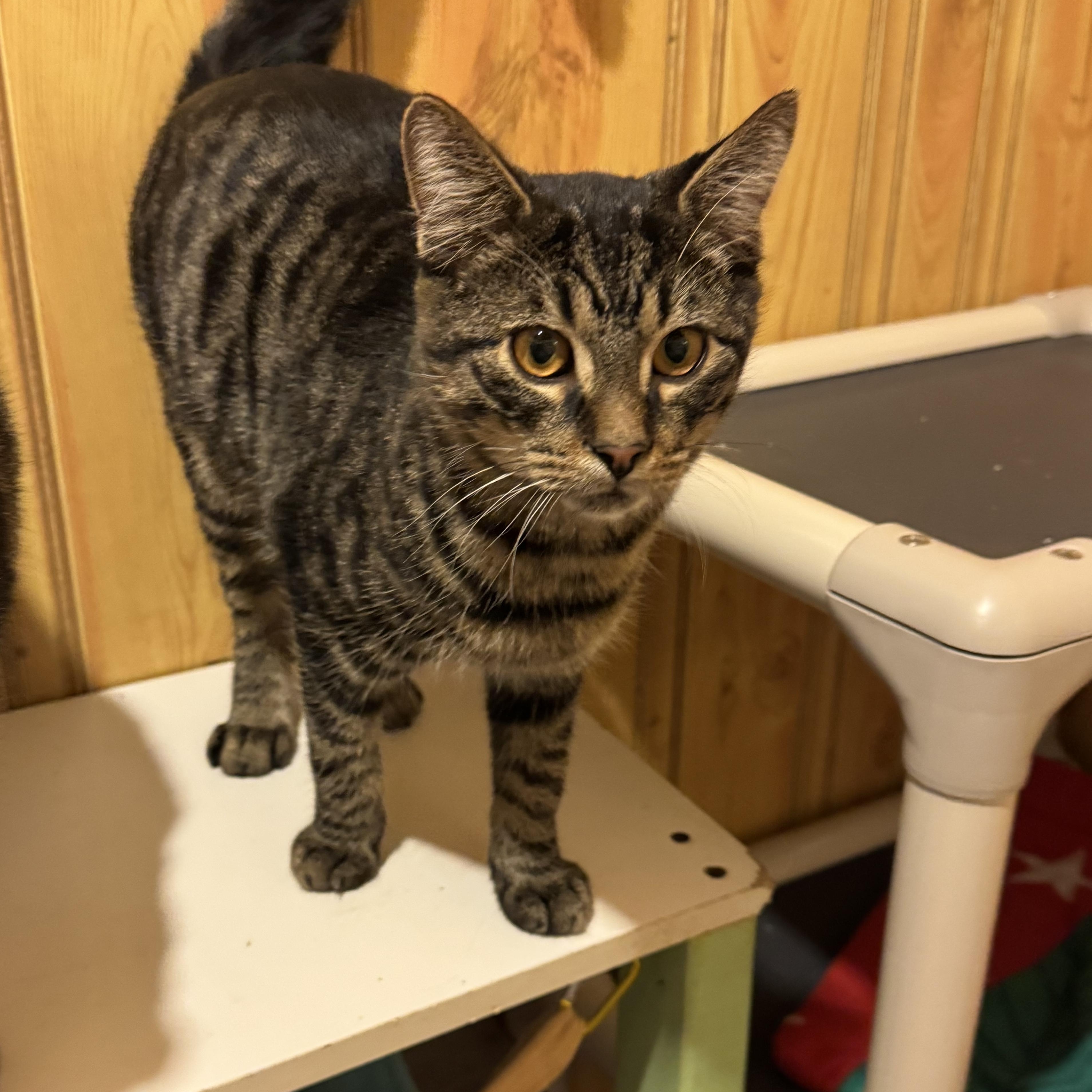 Enlarge Lionel, a Adoptable Domestic Short Hair in North Tonawanda, NY image 5/6