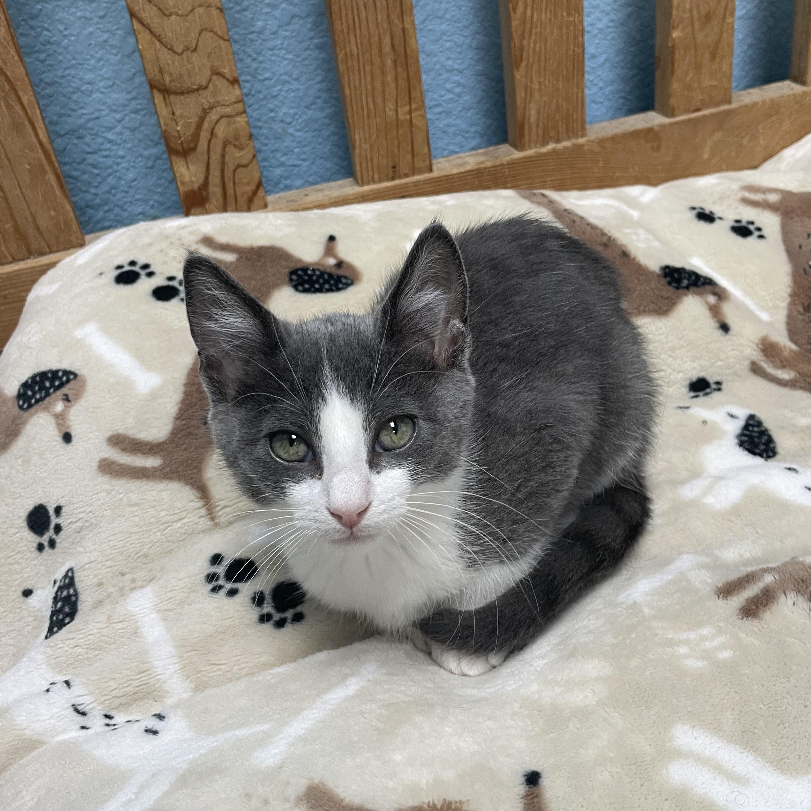 Princess Leia, a Adoptable Domestic Short Hair in Hollister, CA image 3/6