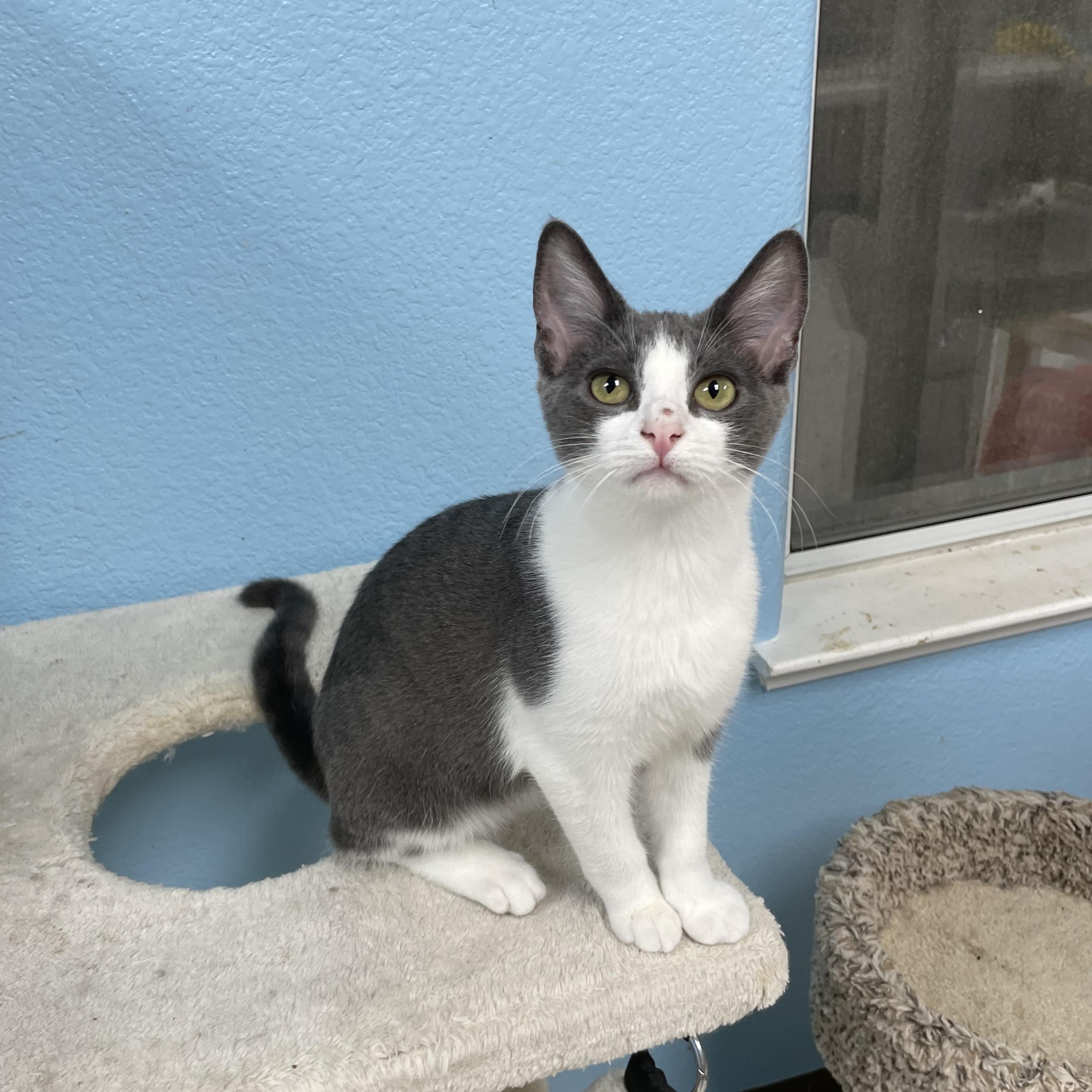 Princess Leia, Adoptable, Kitten Female Domestic Short Hair.