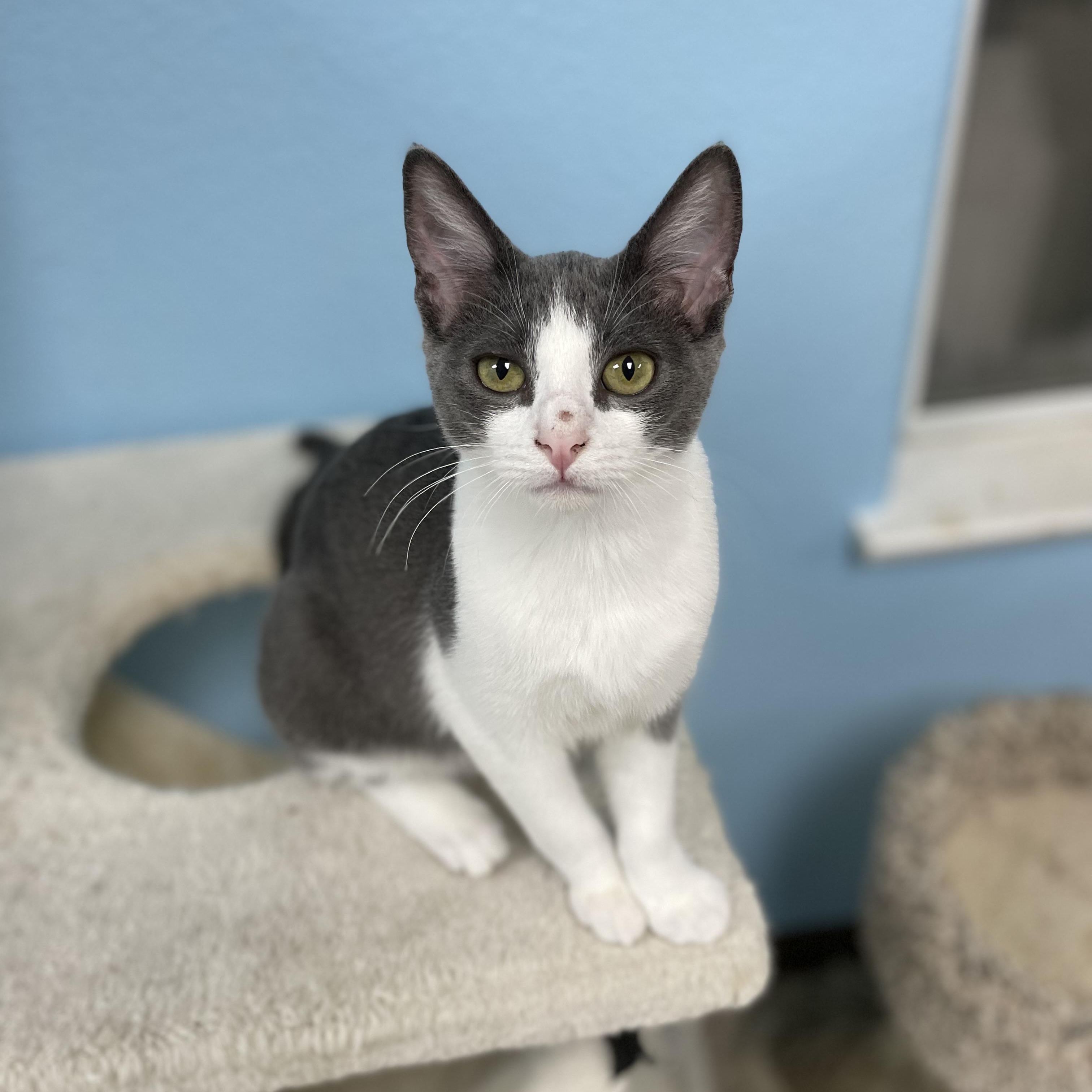 Princess Leia, a Adoptable Domestic Short Hair in Hollister, CA image 4/6