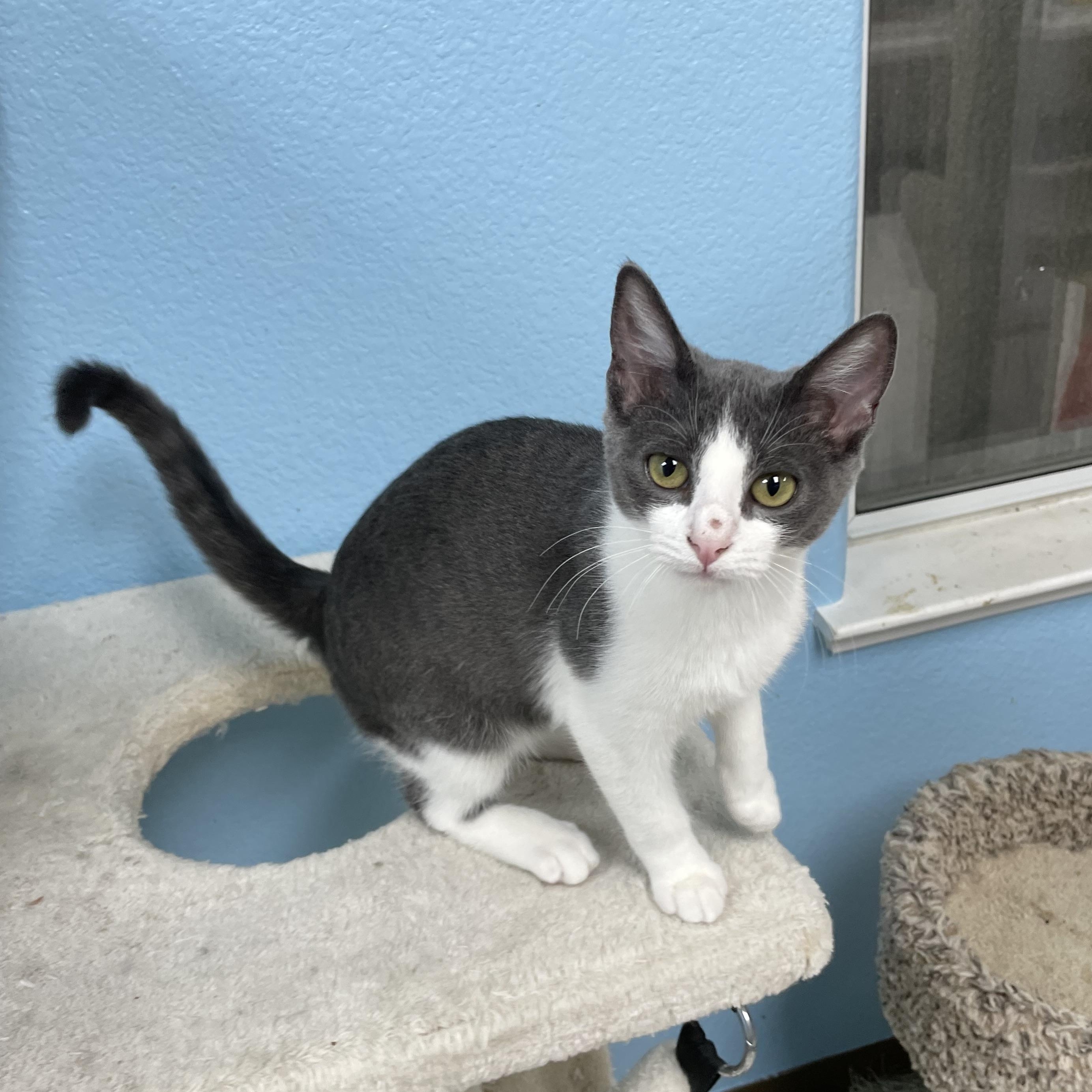 Princess Leia, a Adoptable Domestic Short Hair in Hollister, CA image 2/6