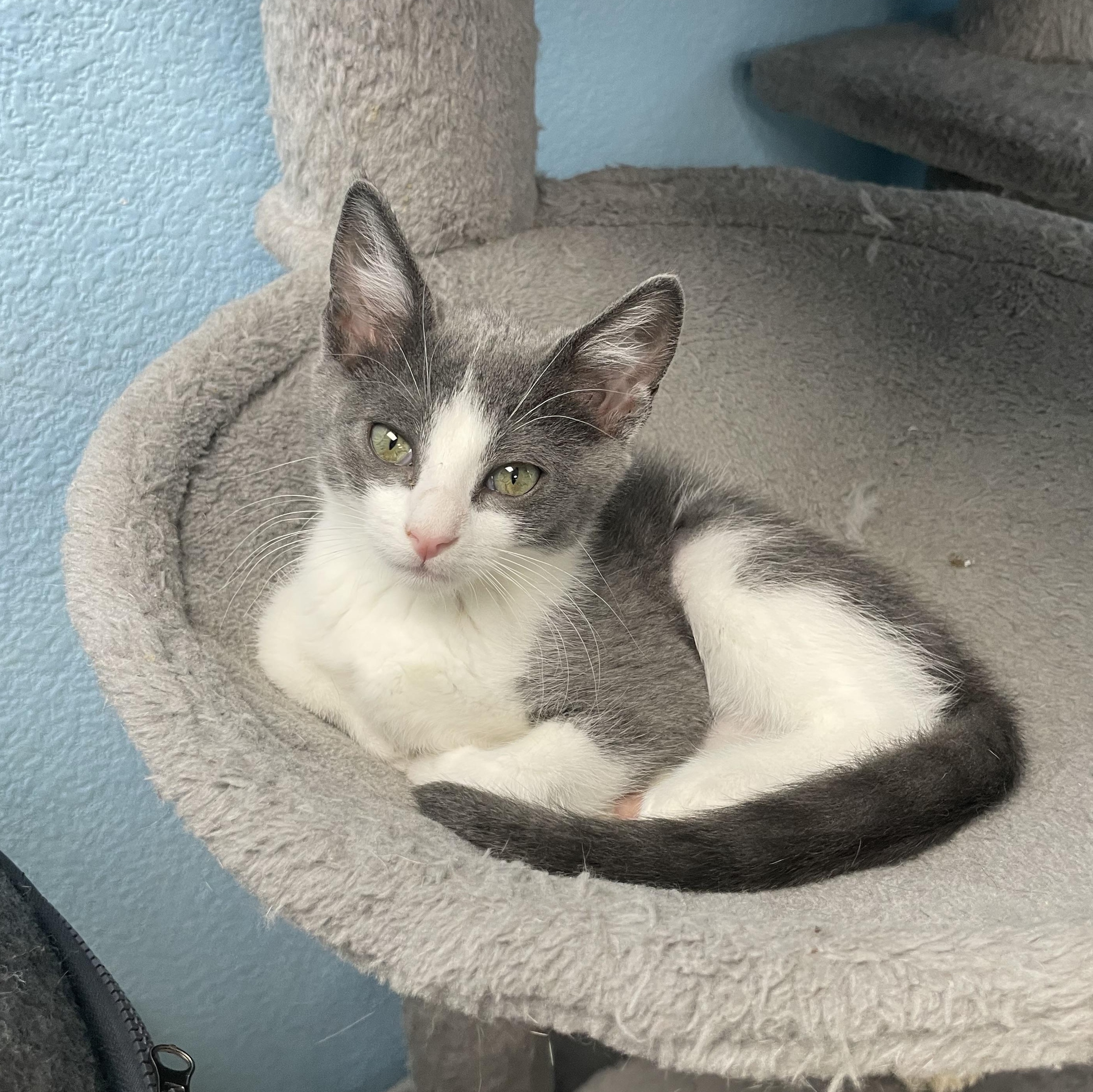 Princess Leia, a Adoptable Domestic Short Hair in Hollister, CA image 6/6