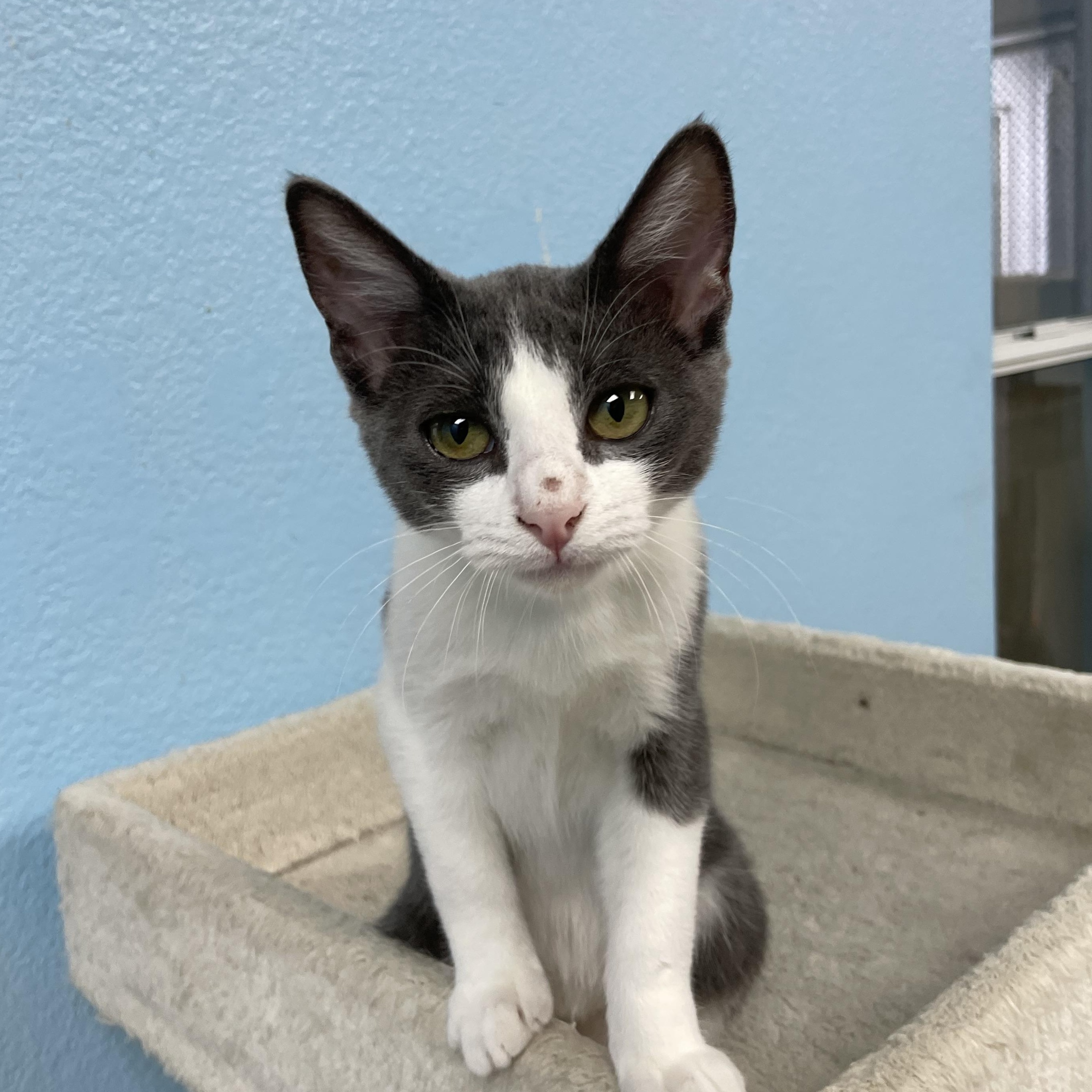 Princess Leia, a Adoptable Domestic Short Hair in Hollister, CA image 5/6