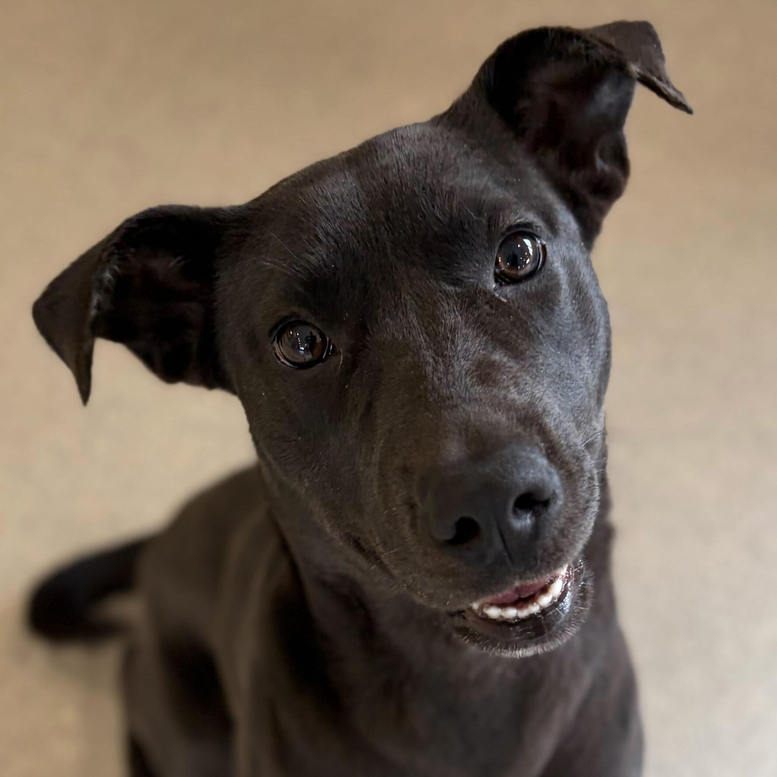 Tutti - Adoption Fee Paid!, Adoptable, Adult Female Labrador Retriever.