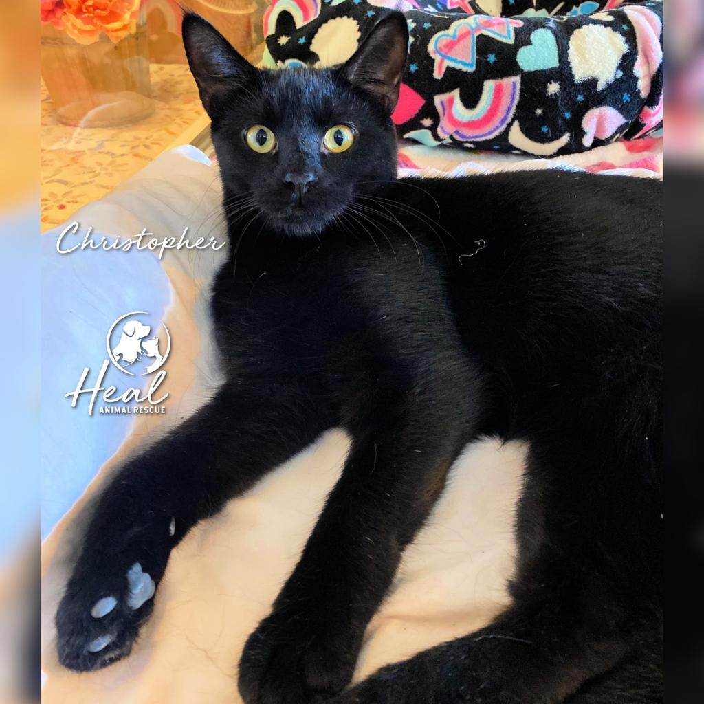 Enlarge Christopher, a Adoptable Domestic Short Hair in Youngwood, PA image 2/3
