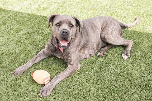Enlarge MIA, a Adoptable Mastiff in Santa Monica, CA image 1/1
