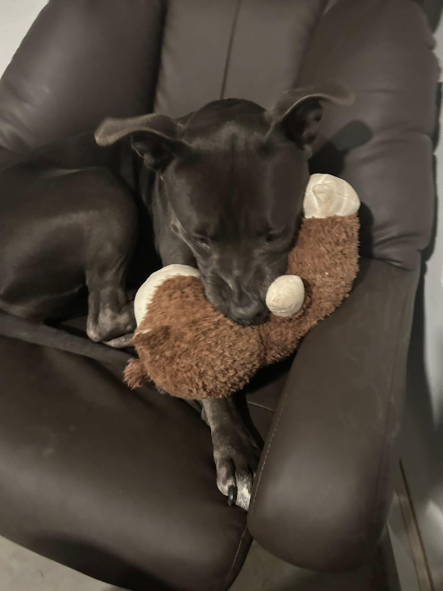 Macy, ADOPTABLE, Adult Female Pit Bull Terrier.