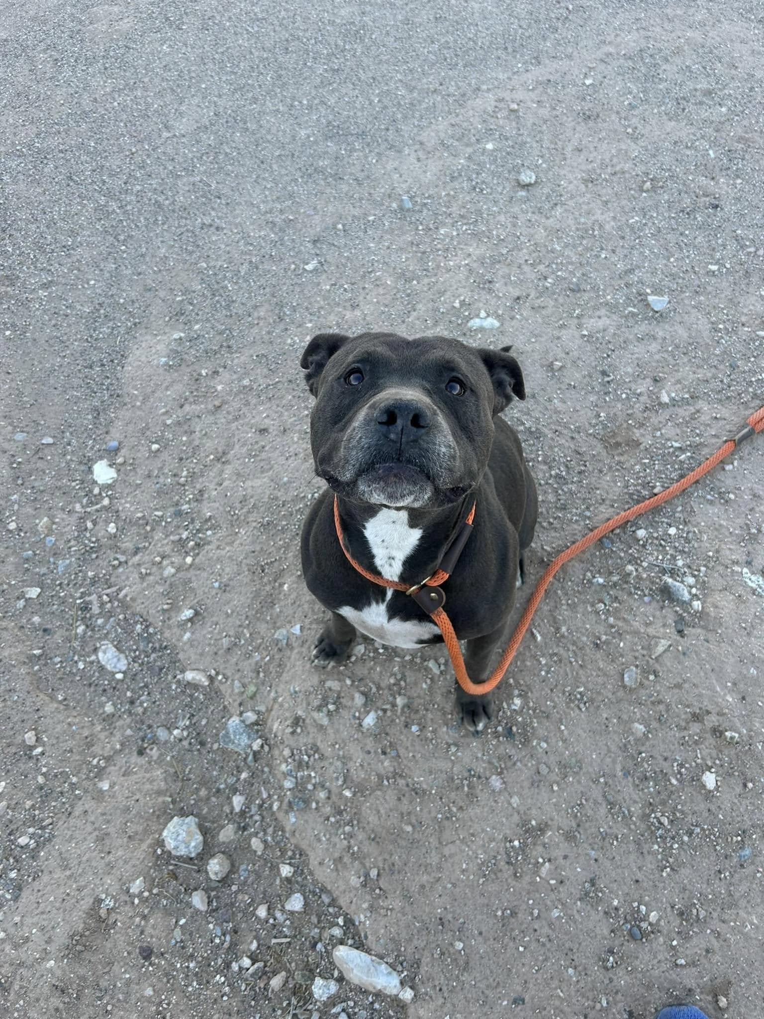 Enlarge Macy, a ADOPTABLE Pit Bull Terrier in Tonopah, AZ image 2/5
