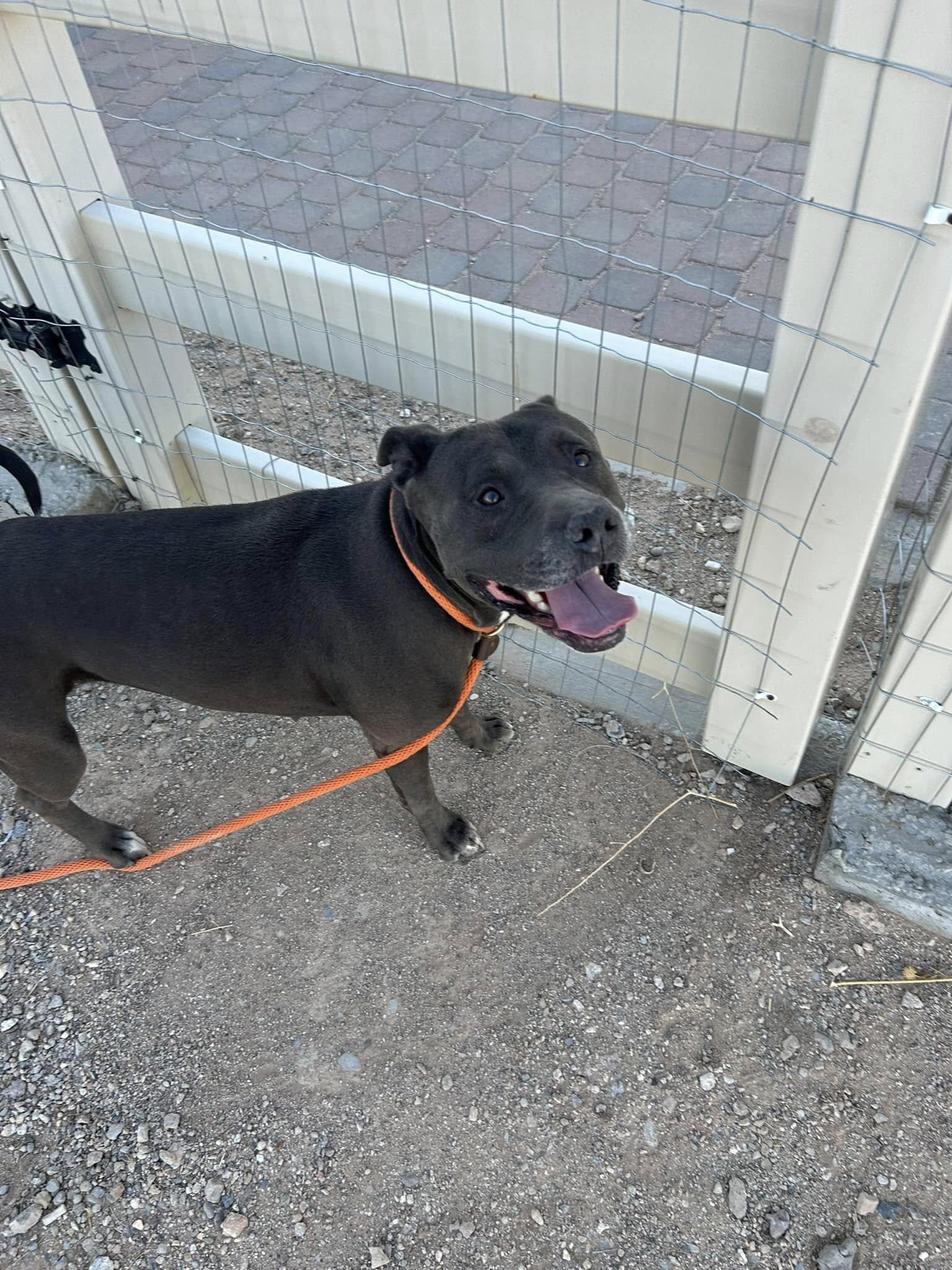Enlarge Macy, a ADOPTABLE Pit Bull Terrier in Tonopah, AZ image 3/5