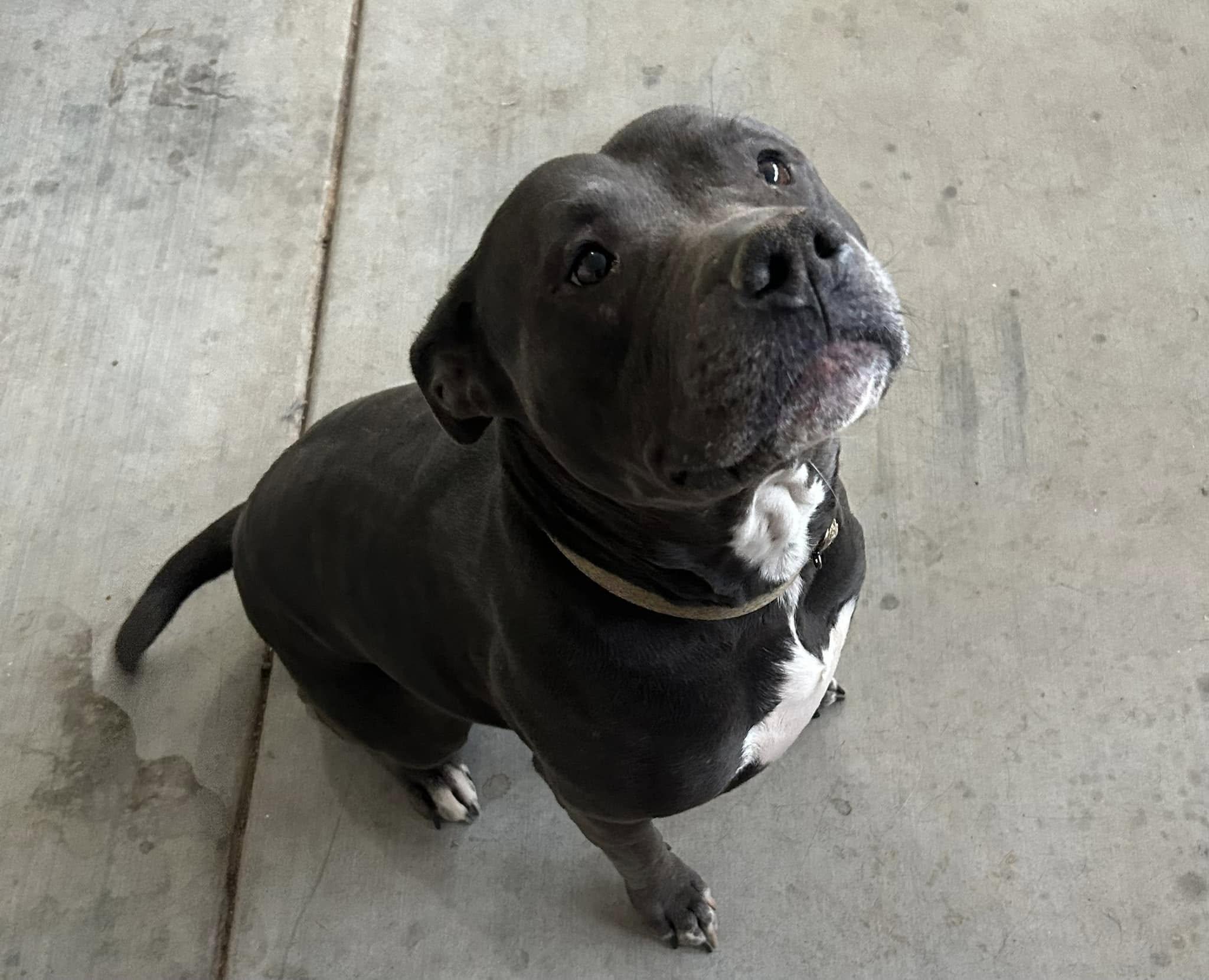 Enlarge Macy, a ADOPTABLE Pit Bull Terrier in Tonopah, AZ image 4/5