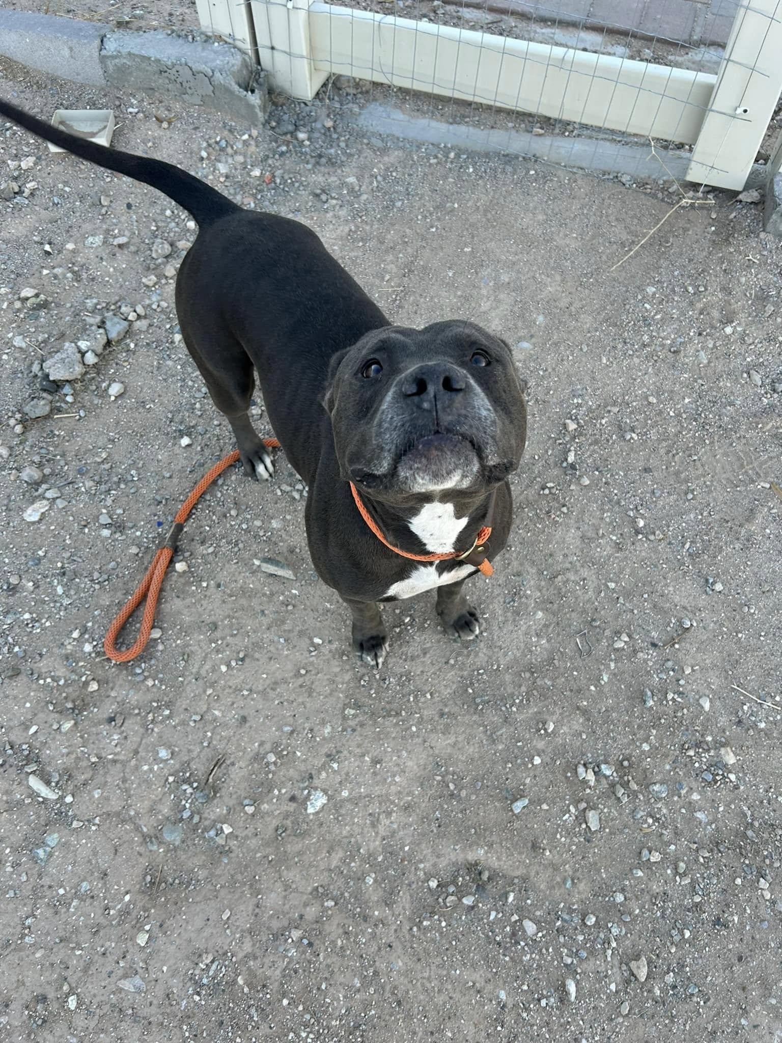 Enlarge Macy, a ADOPTABLE Pit Bull Terrier in Tonopah, AZ image 5/5