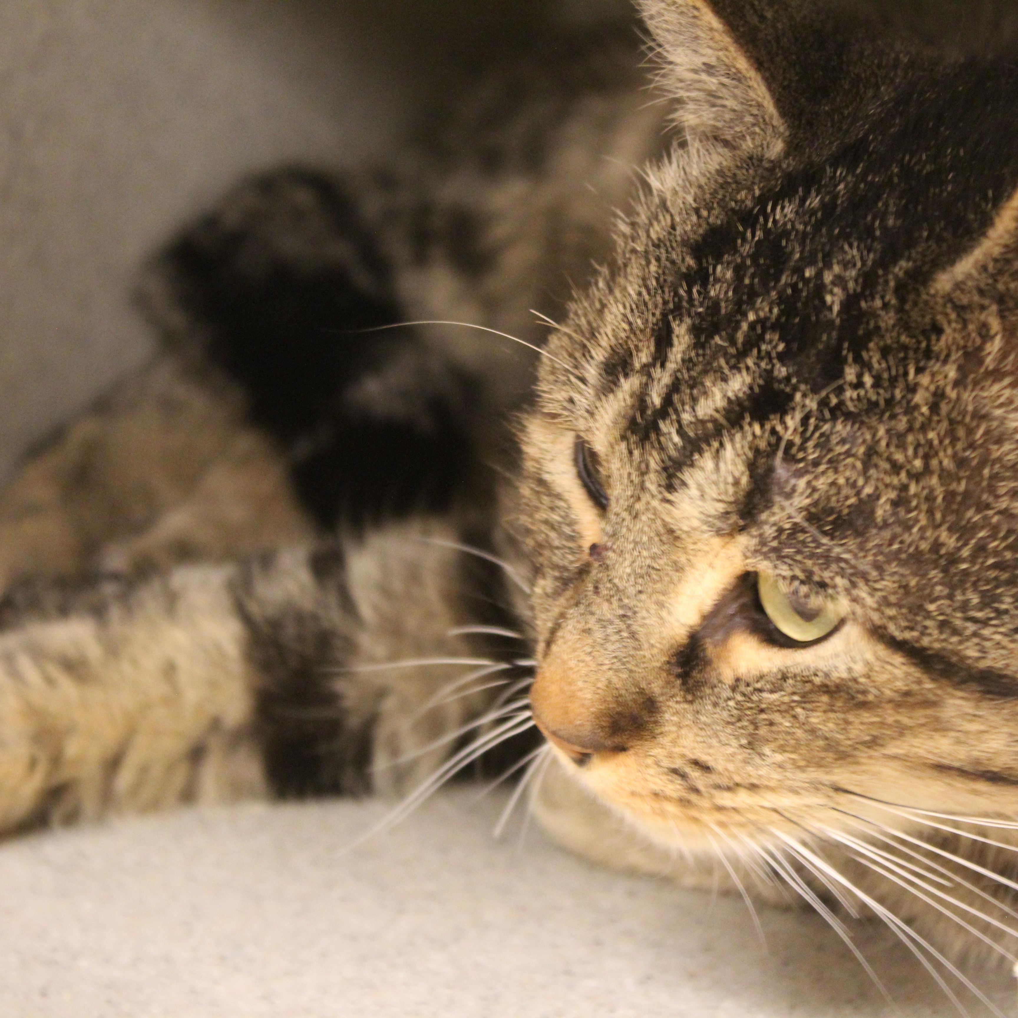 McDuff, adopted, Adult Male Domestic Short Hair.