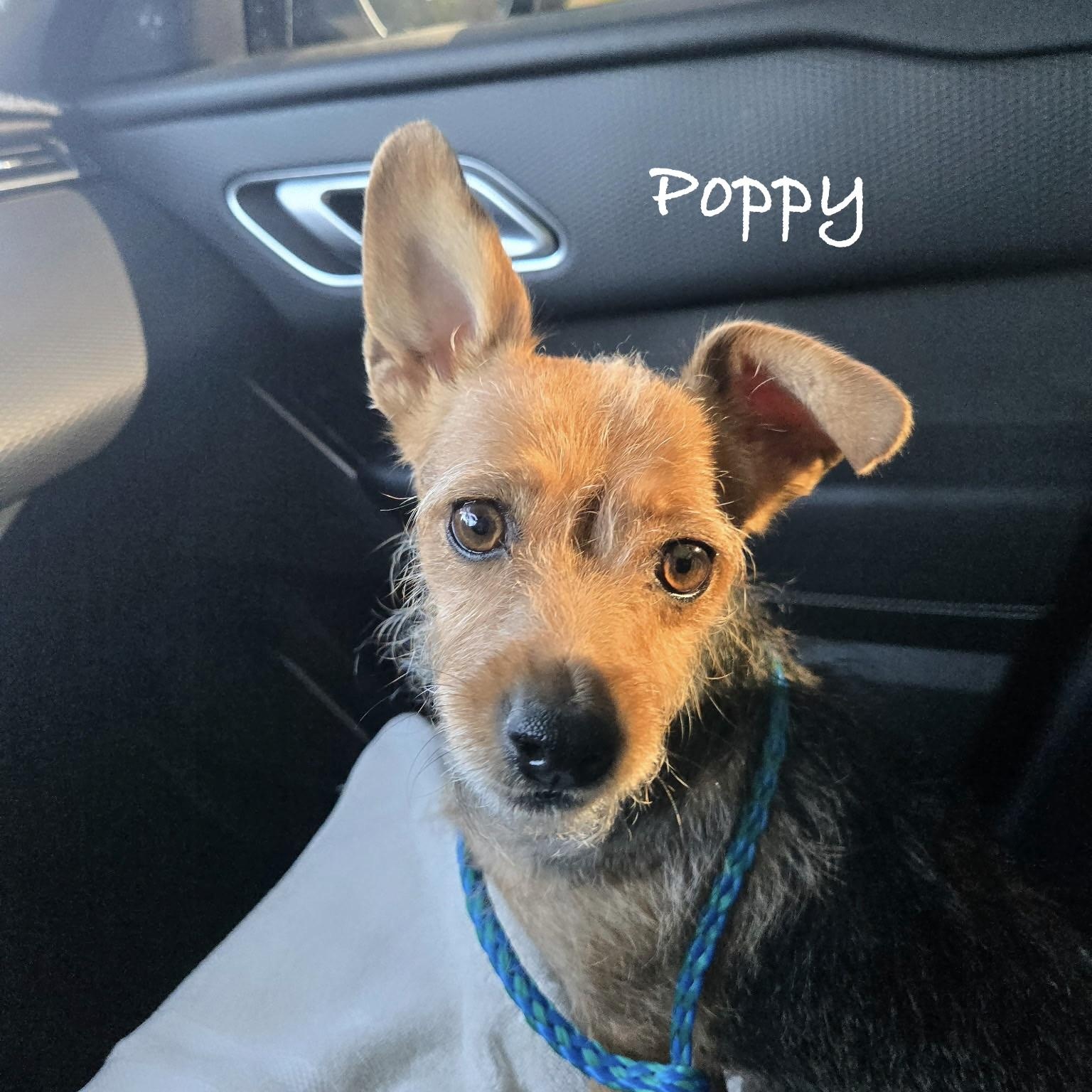 Enlarge Poppy, a Adoptable mixed breed in Las Vegas, NV image 1/1