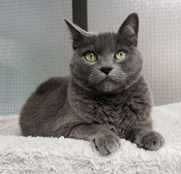 Roger (bonded With Floyd), Adoptable, Adult Male Domestic Short Hair.