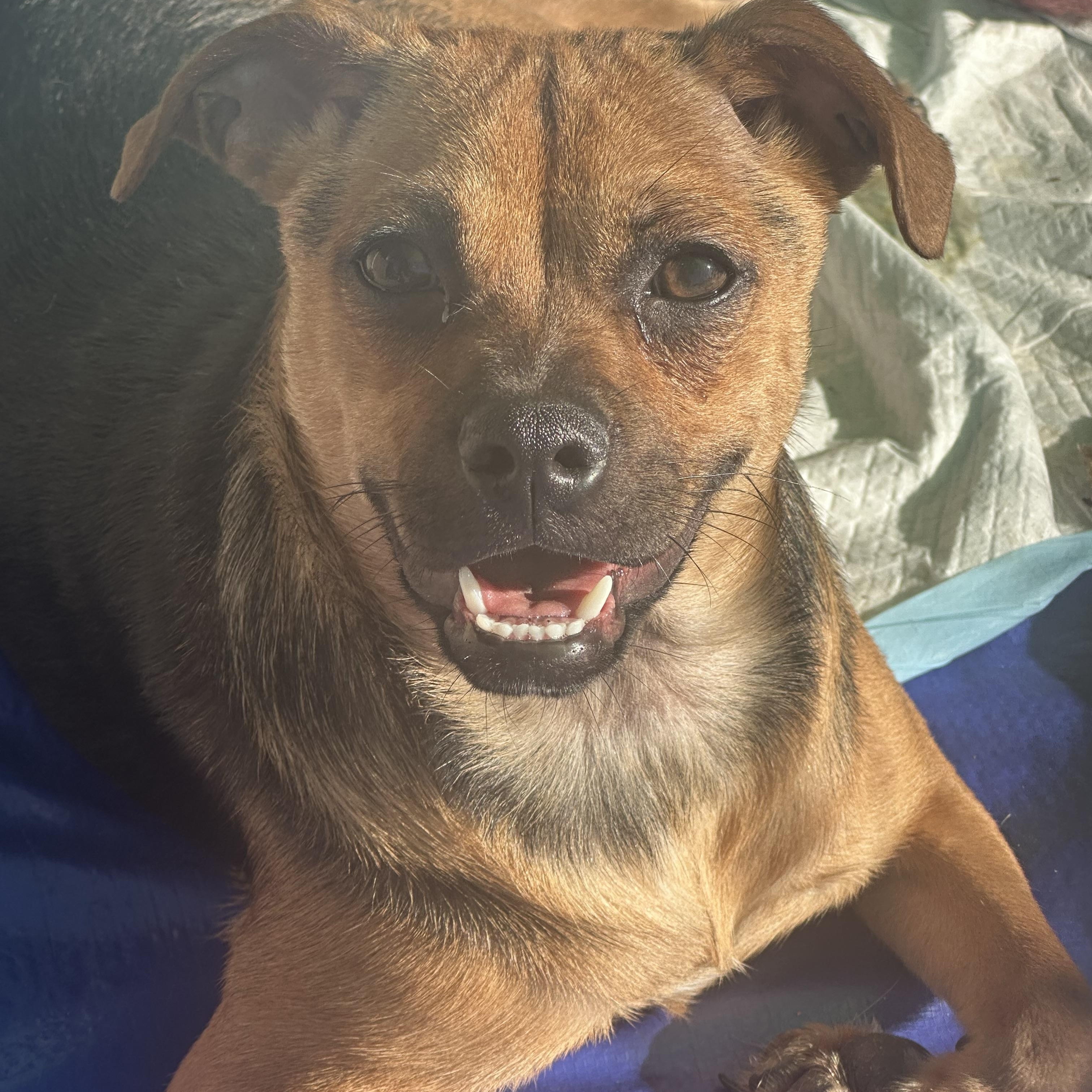 Sawyer, Adoptable, Adult Female Puggle.