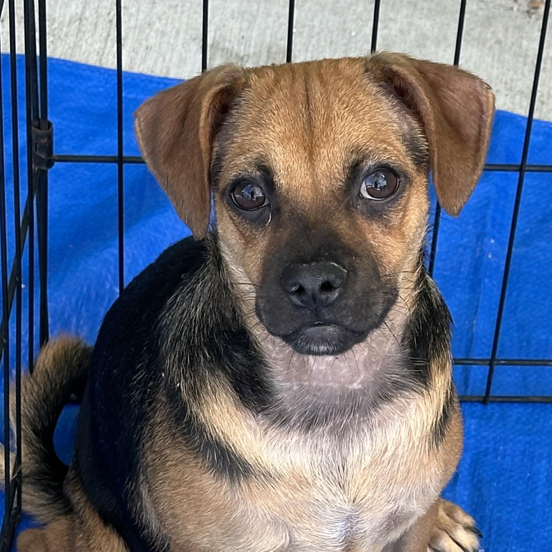 Sawyer, Adoptable, Puppy Female Terrier.