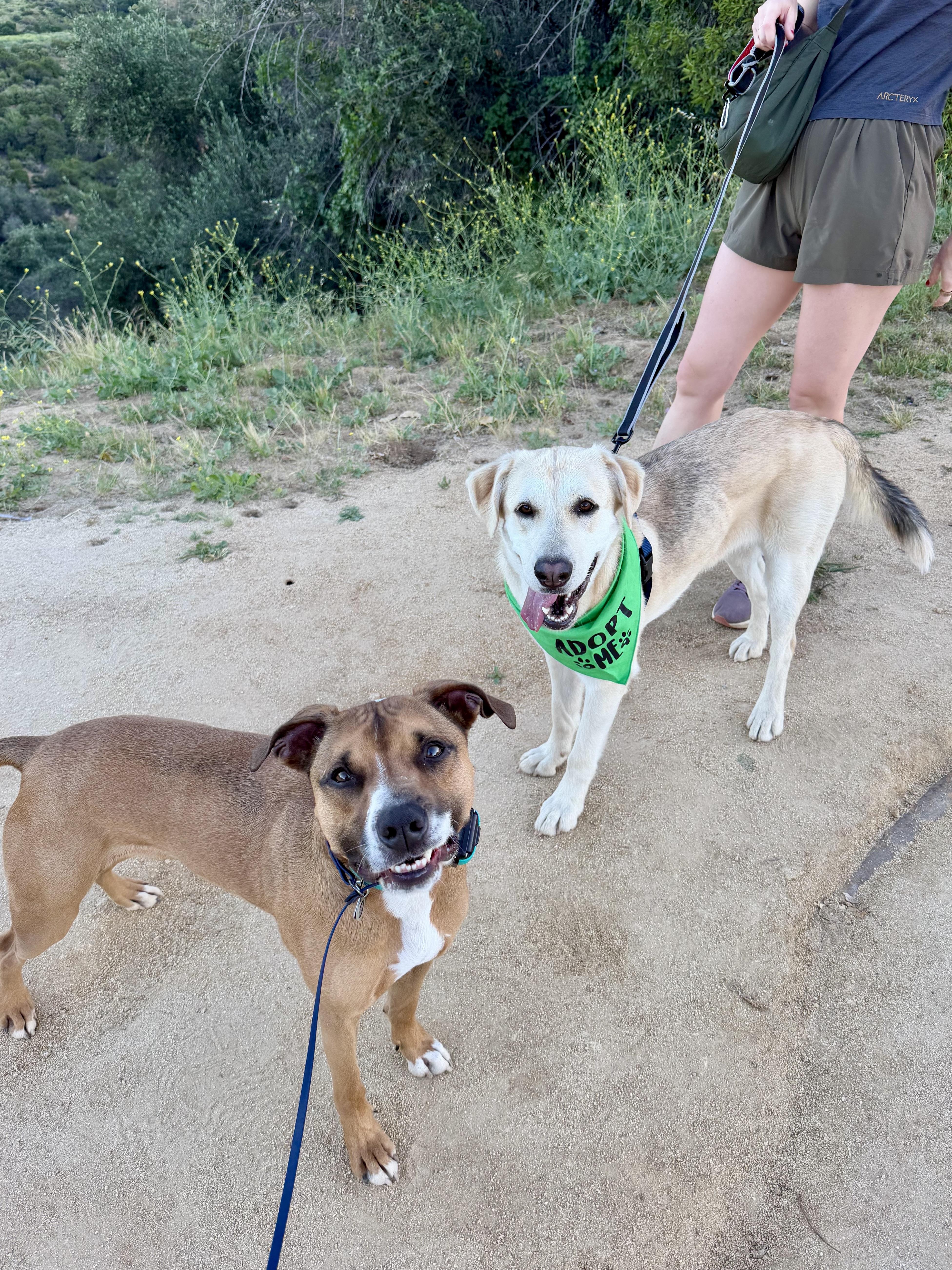 Enlarge Lucy (Courtesy Post), an adopted mixed breed in Los Angeles, CA image 3/6