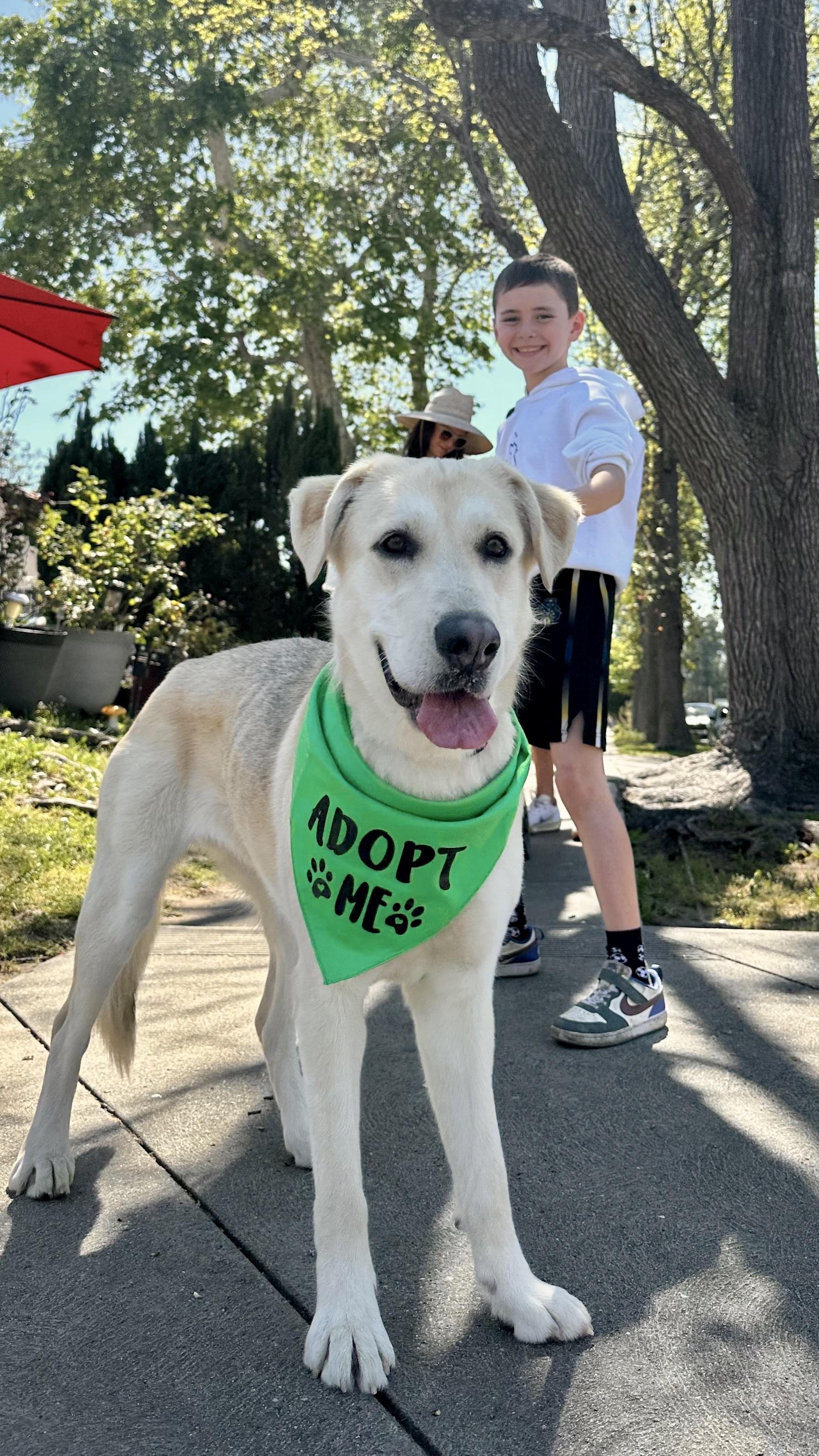 Enlarge Lucy (Courtesy Post), an adopted mixed breed in Los Angeles, CA image 2/6