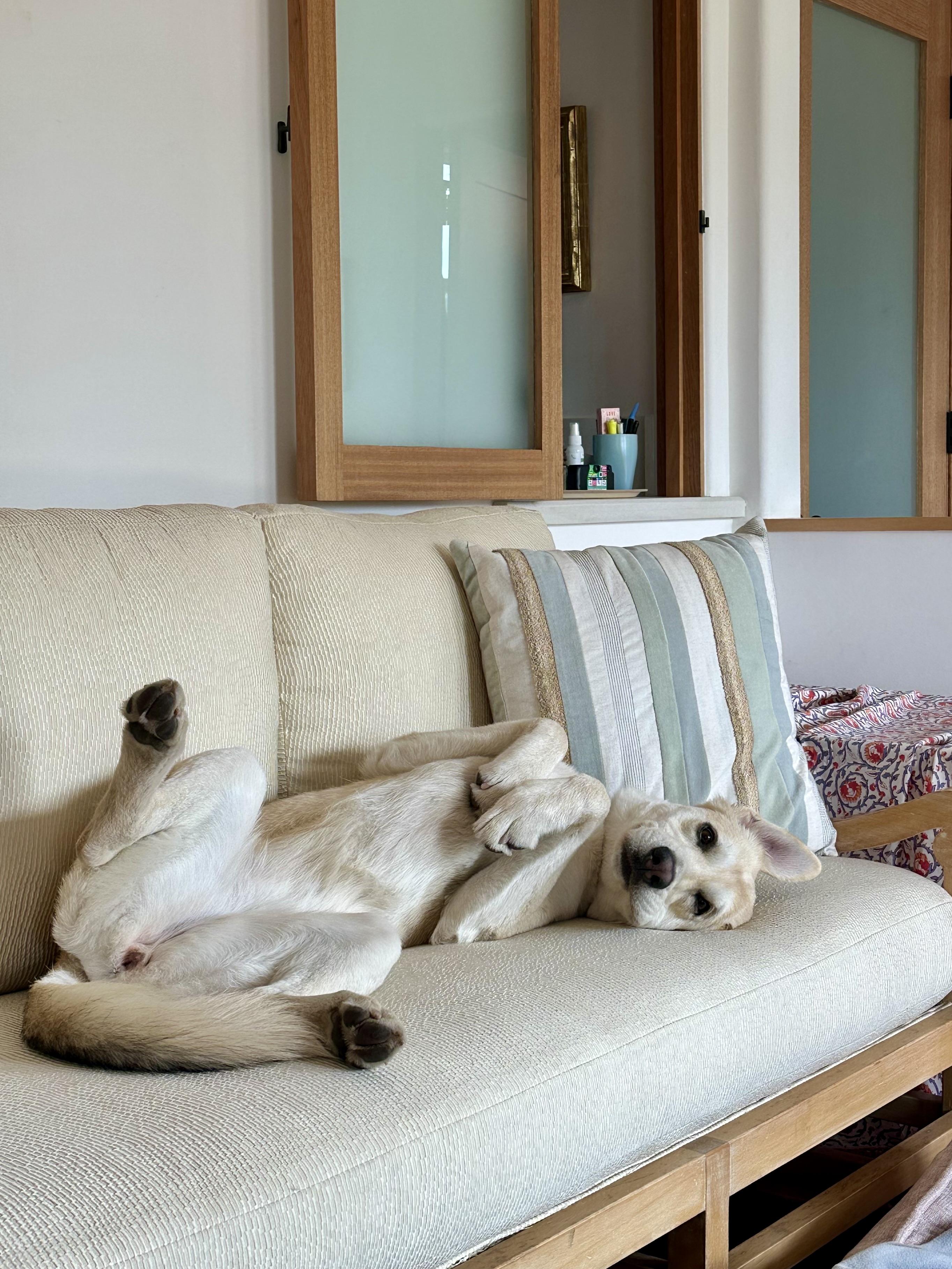 Enlarge Lucy (Courtesy Post), an adopted mixed breed in Los Angeles, CA image 4/6