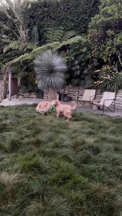 Enlarge Lucy (Courtesy Post), an adopted mixed breed in Los Angeles, CA video 6/6