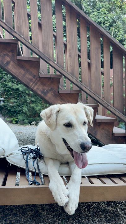 Enlarge Lucy (Courtesy Post), an adopted mixed breed in Los Angeles, CA video 5/6