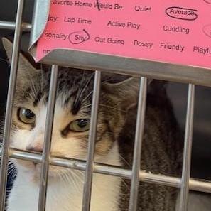 Zara, adopted, Young Female Domestic Short Hair.