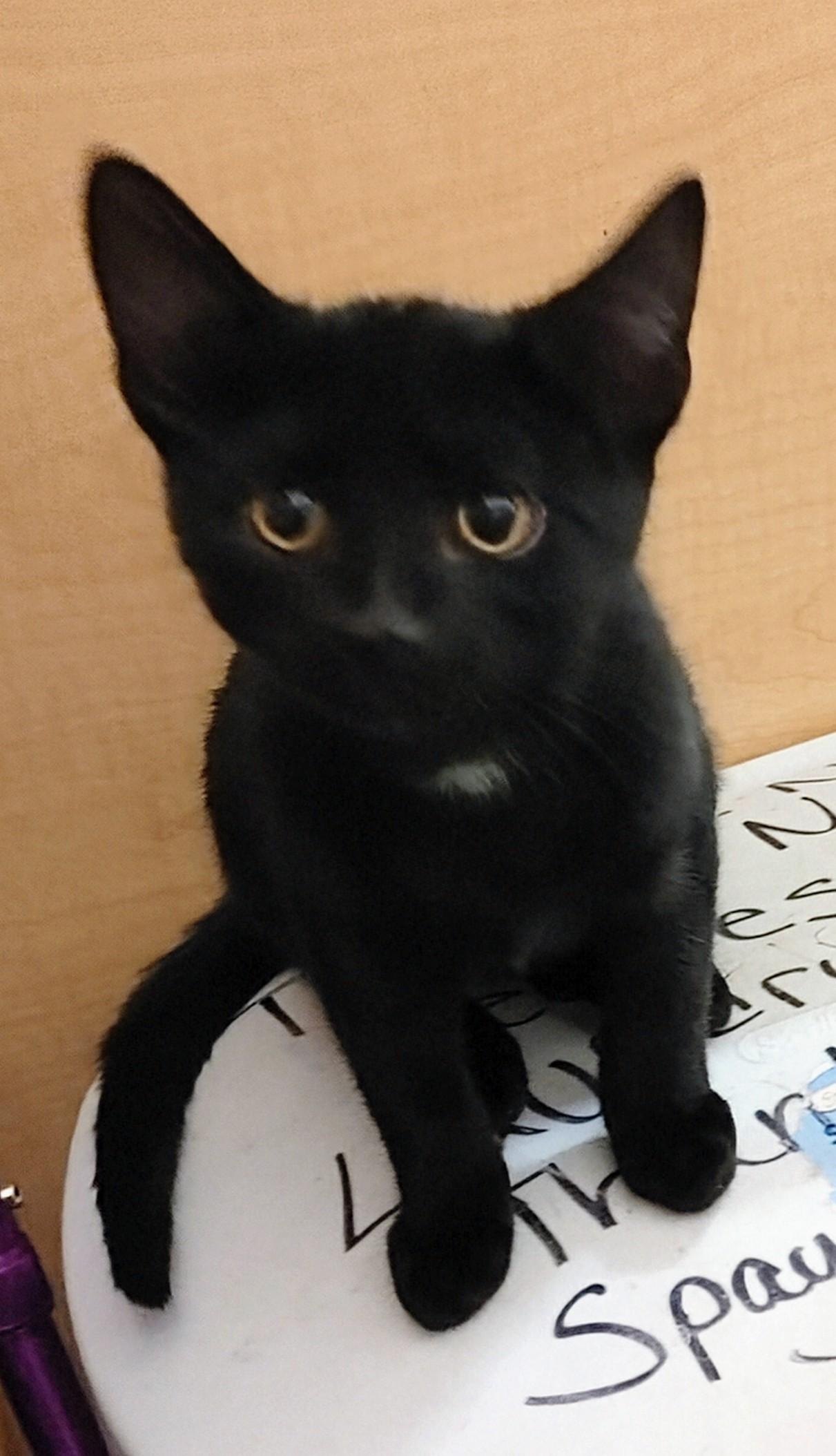 Enlarge Scooter, a Adoptable Domestic Short Hair in Waynesboro, VA image 2/4