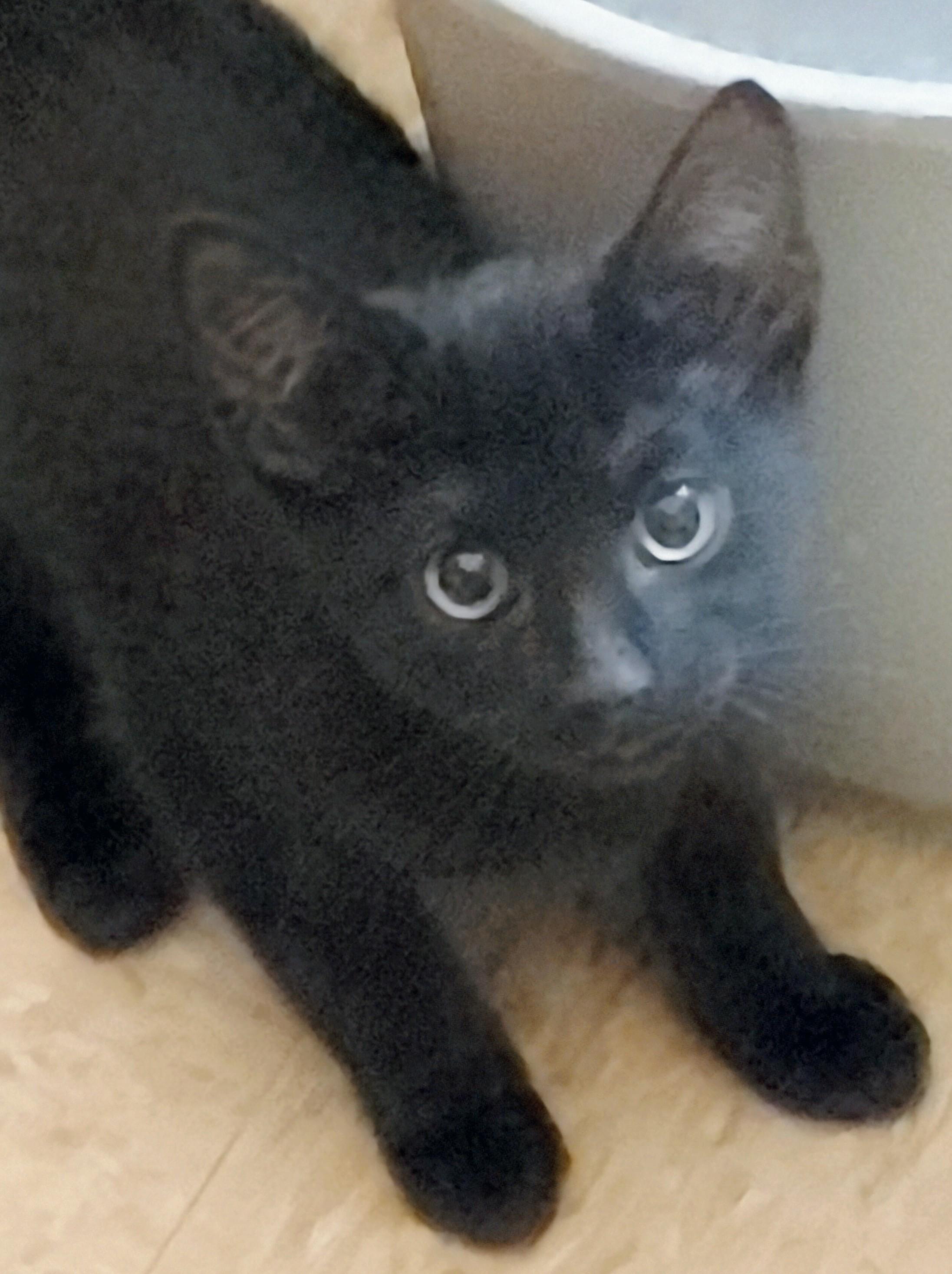 Enlarge Scooter, a Adoptable Domestic Short Hair in Waynesboro, VA image 4/4