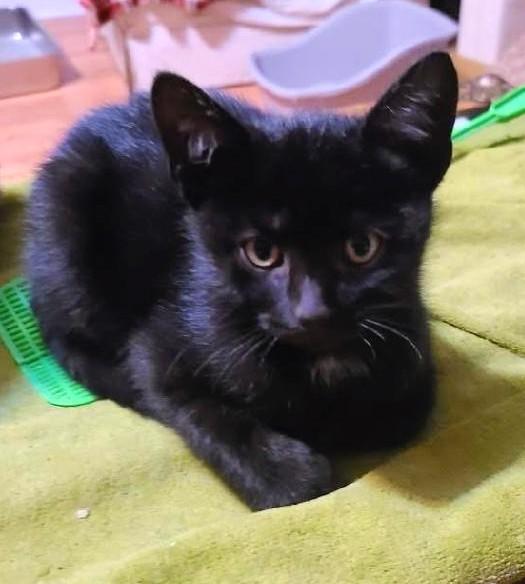 Scooter, Adoptable, Kitten Male Domestic Short Hair.