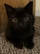 Fred, a Adoptable Domestic Short Hair in Richmond Hill, ON image 2/3