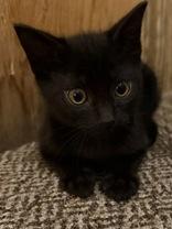 Fred, a Adoptable Domestic Short Hair in Richmond Hill, ON image 3/3