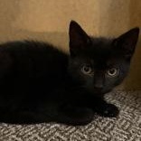 Fred, a Adoptable Domestic Short Hair in Richmond Hill, ON image 1/3