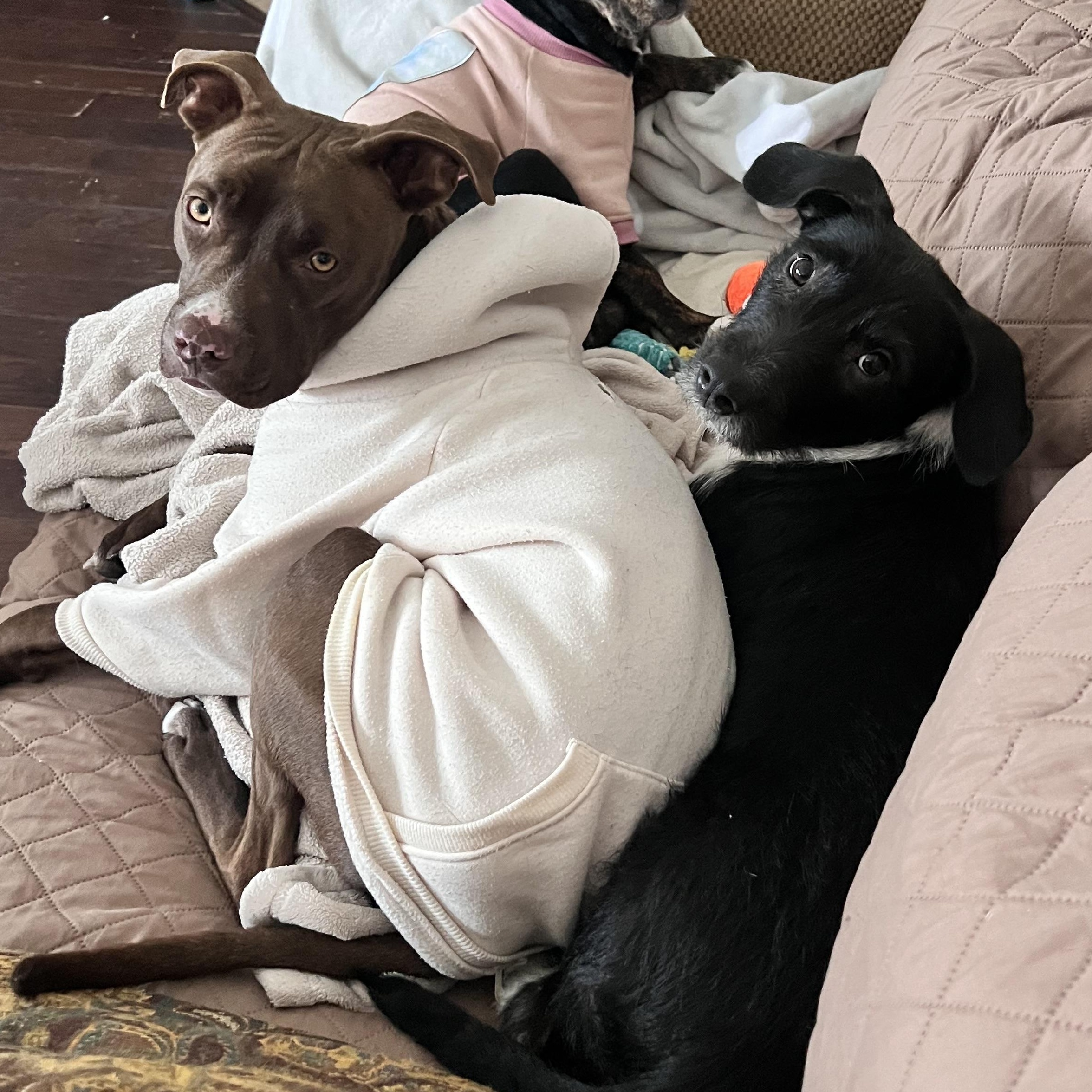 Hermit — thumbnail 2