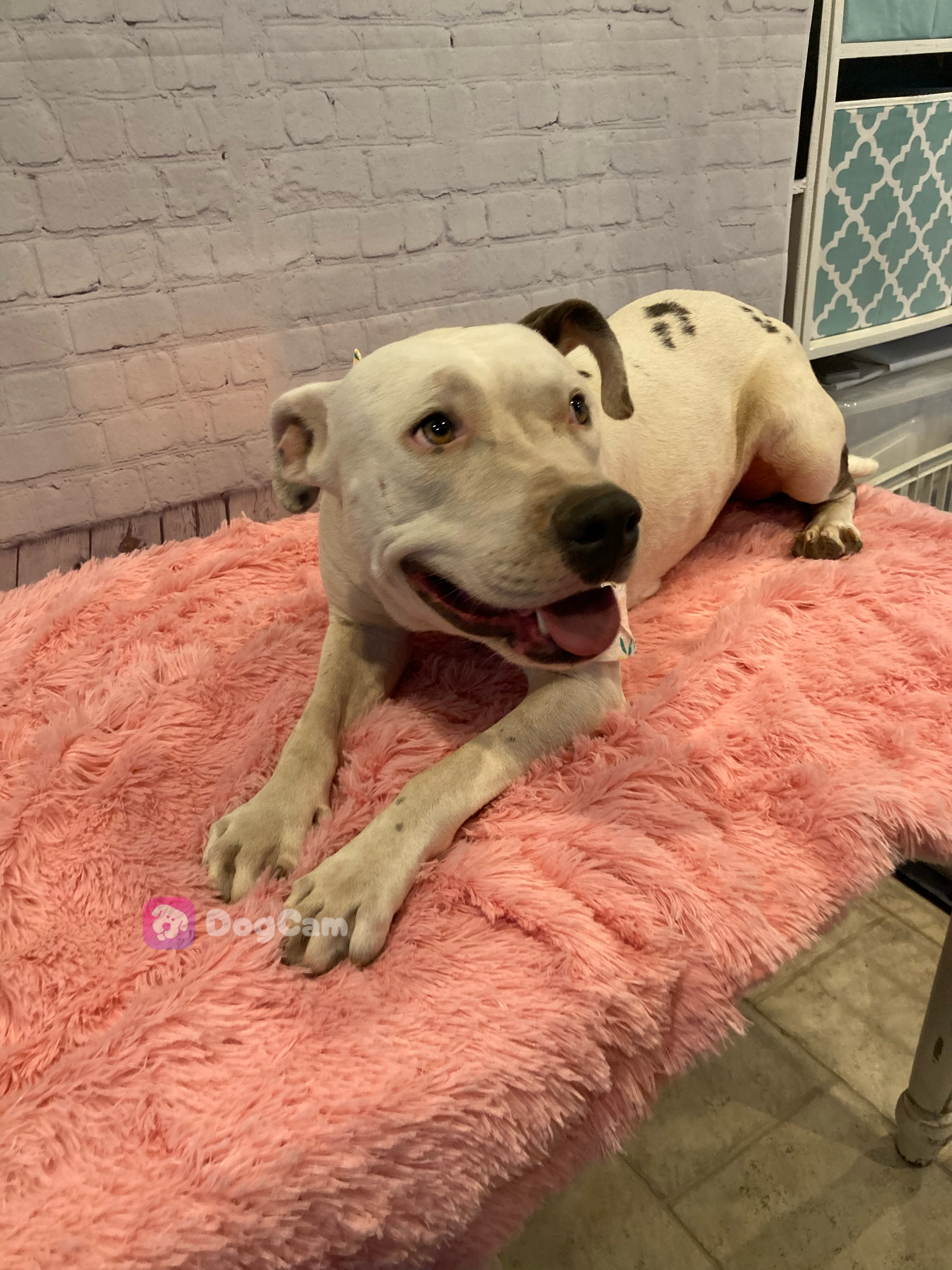 Freyja, Adoptable, Adult Female Pit Bull Terrier.