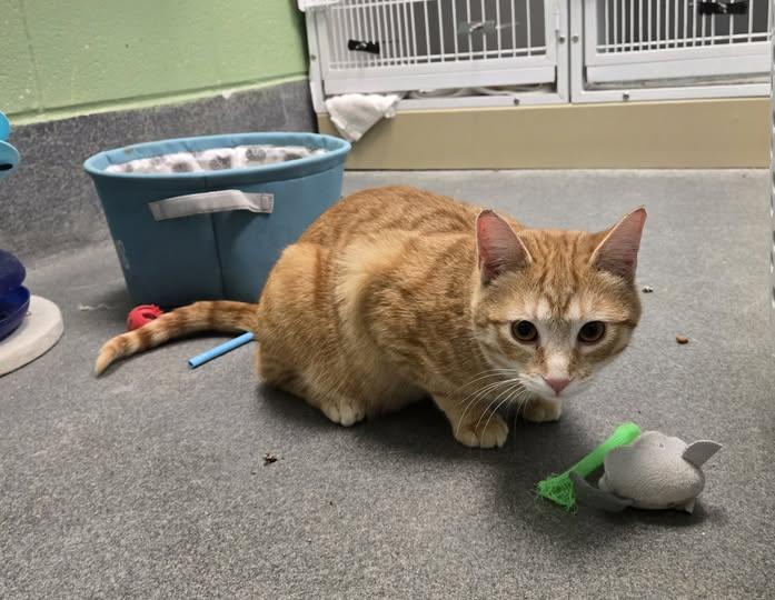 Flim-Flam, ADOPTABLE, Adult Male Domestic Short Hair.