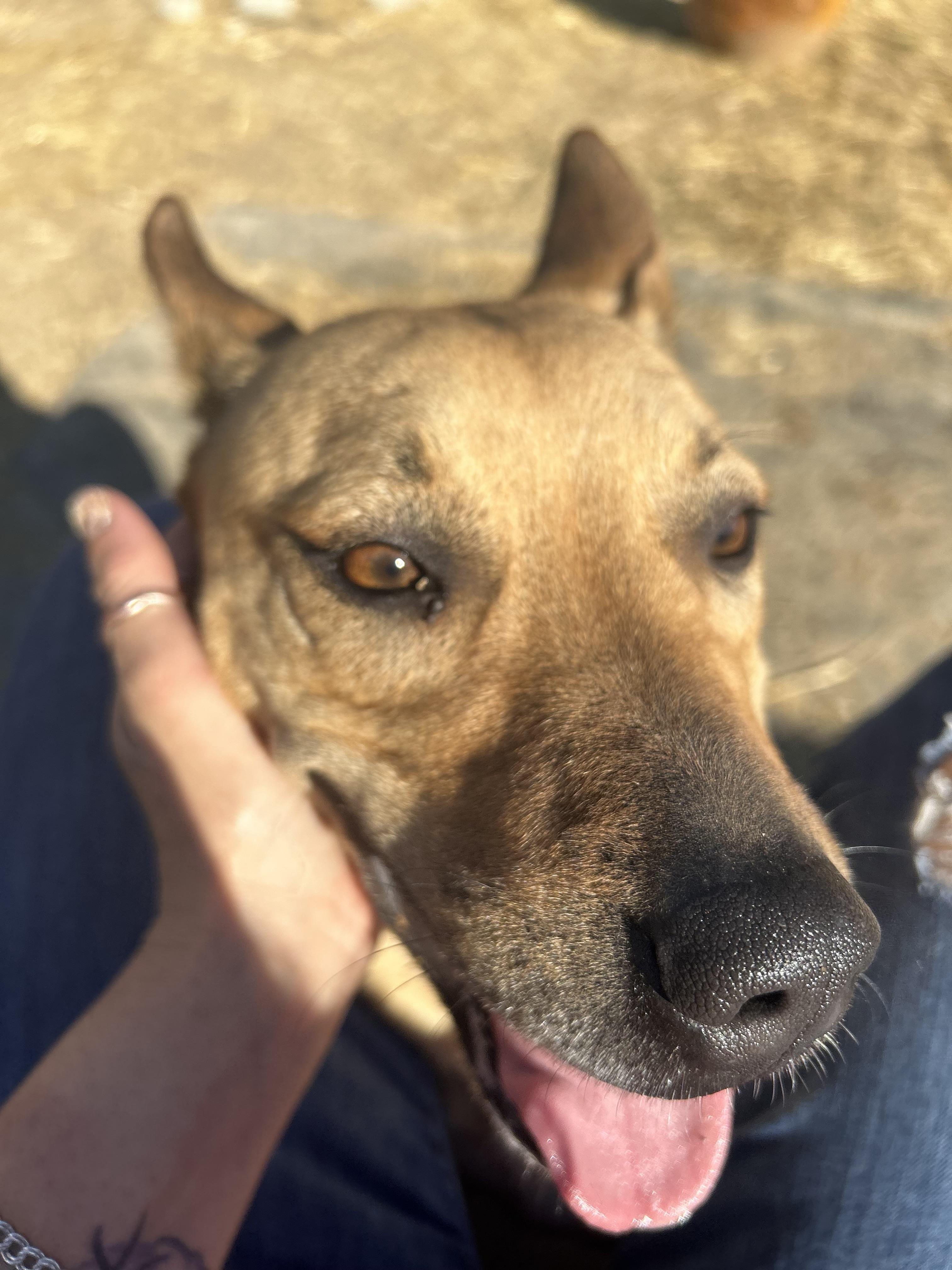 Enlarge Star, an adoption pending mixed breed in Covington, KY image 3/4