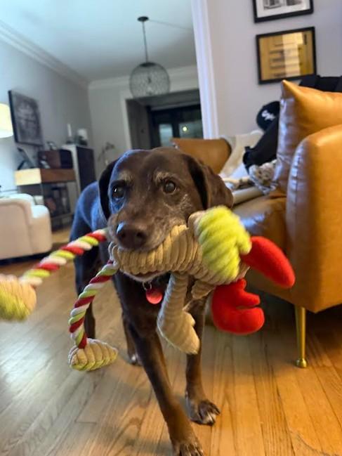 Enlarge Gracie, an adopted mixed breed in Barrington Hills, IL image 1/3