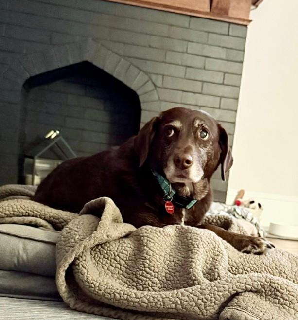 Enlarge Gracie, an adopted mixed breed in Barrington Hills, IL image 2/3