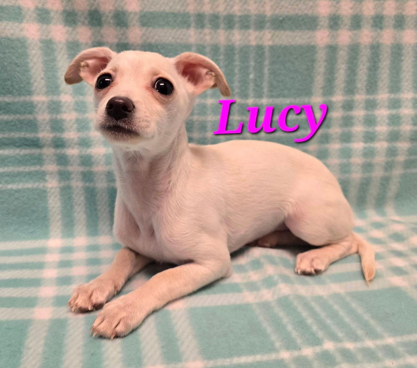 Lucy, Adoptable, Puppy Female Terrier & Chihuahua.