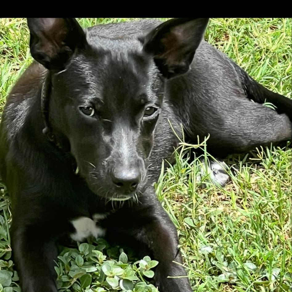 Arly (Arlington) JuM, Baby Female Black Labrador Retriever