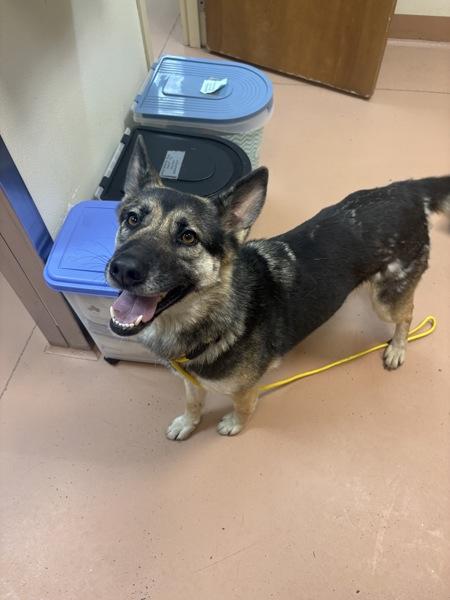 Enlarge Nina, a Adoptable mixed breed in Kennewick, WA image 1/1