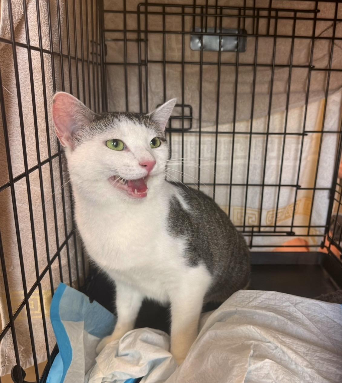 Enlarge Willow, a Adoptable American Shorthair in Staten Island , NY image 2/6