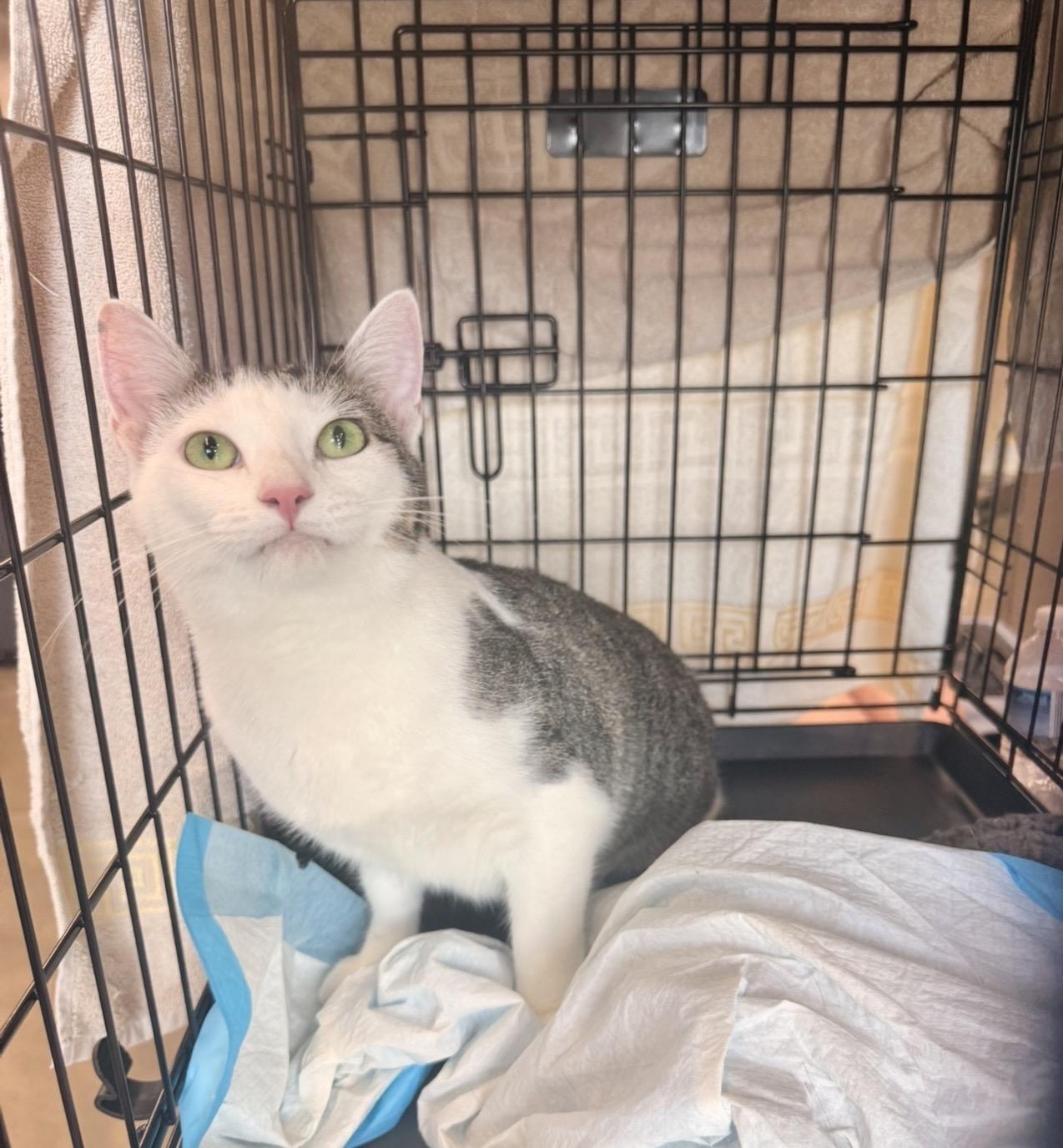 Enlarge Willow, a Adoptable American Shorthair in Staten Island , NY image 6/6
