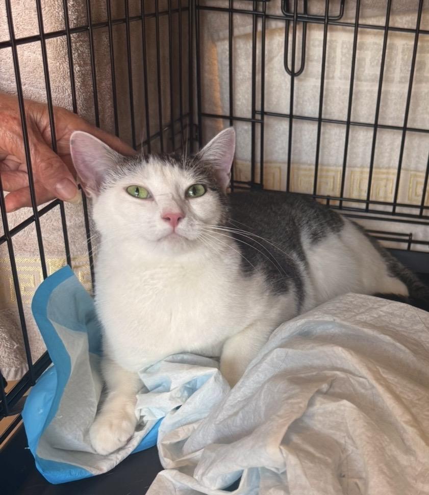 Enlarge Willow, a Adoptable American Shorthair in Staten Island , NY image 3/6
