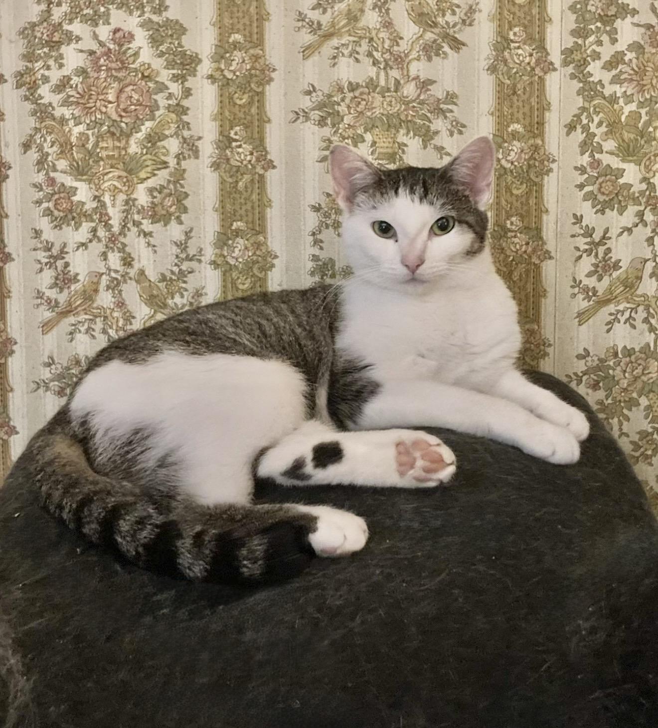 Enlarge Willow, a Adoptable American Shorthair in Staten Island , NY image 5/6