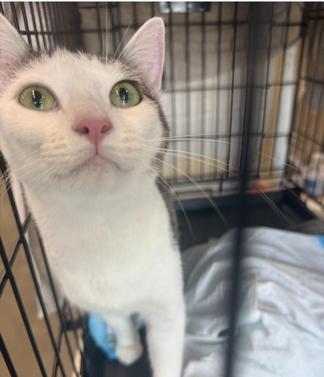Enlarge Willow, a Adoptable American Shorthair in Staten Island , NY image 1/6